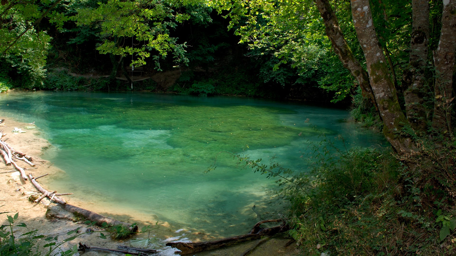 Clear turquoise water in a forest HD Wallpaper
