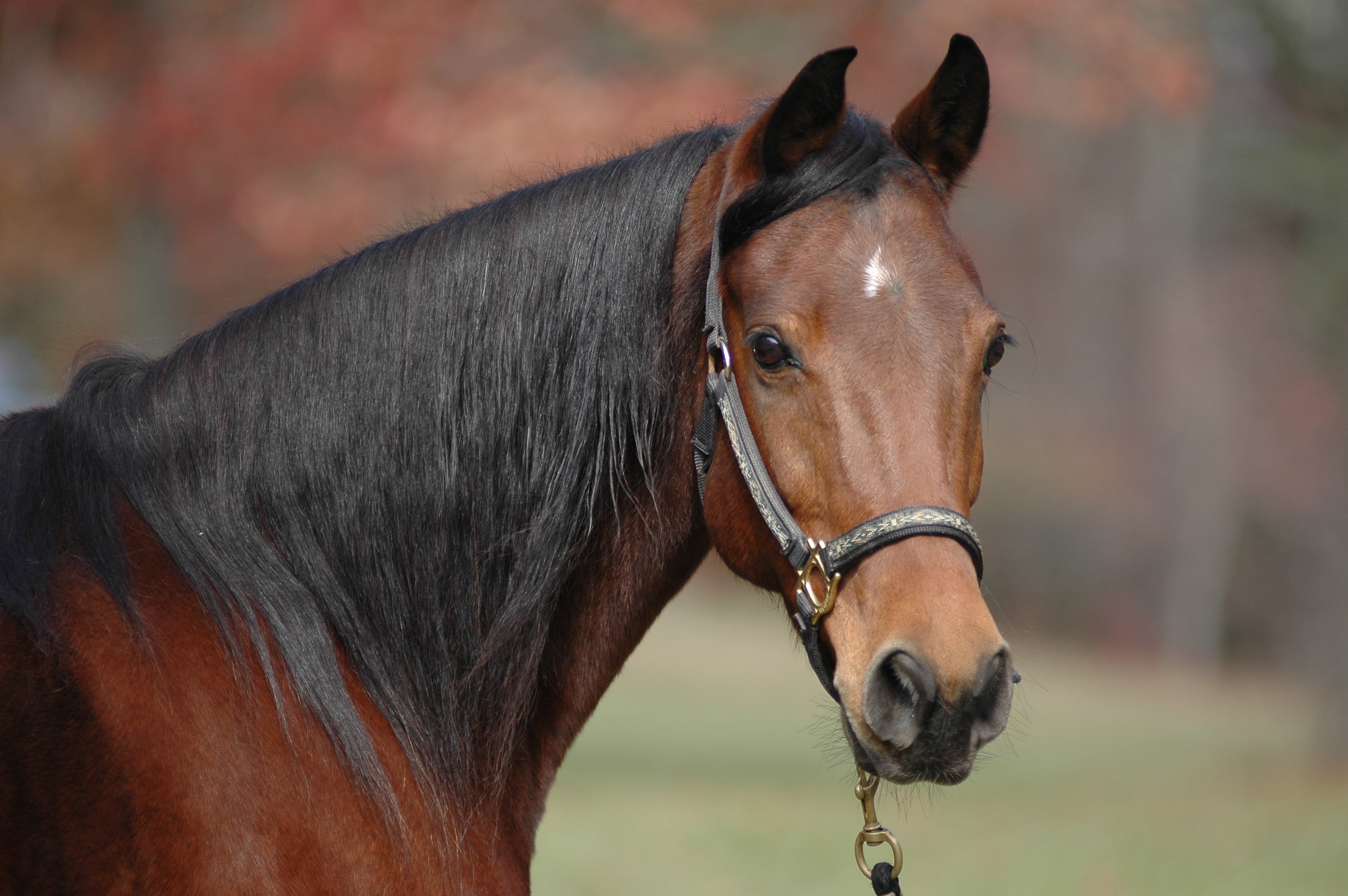 Close-Up of a Brown Horse with Black Mane HD Wallpaper