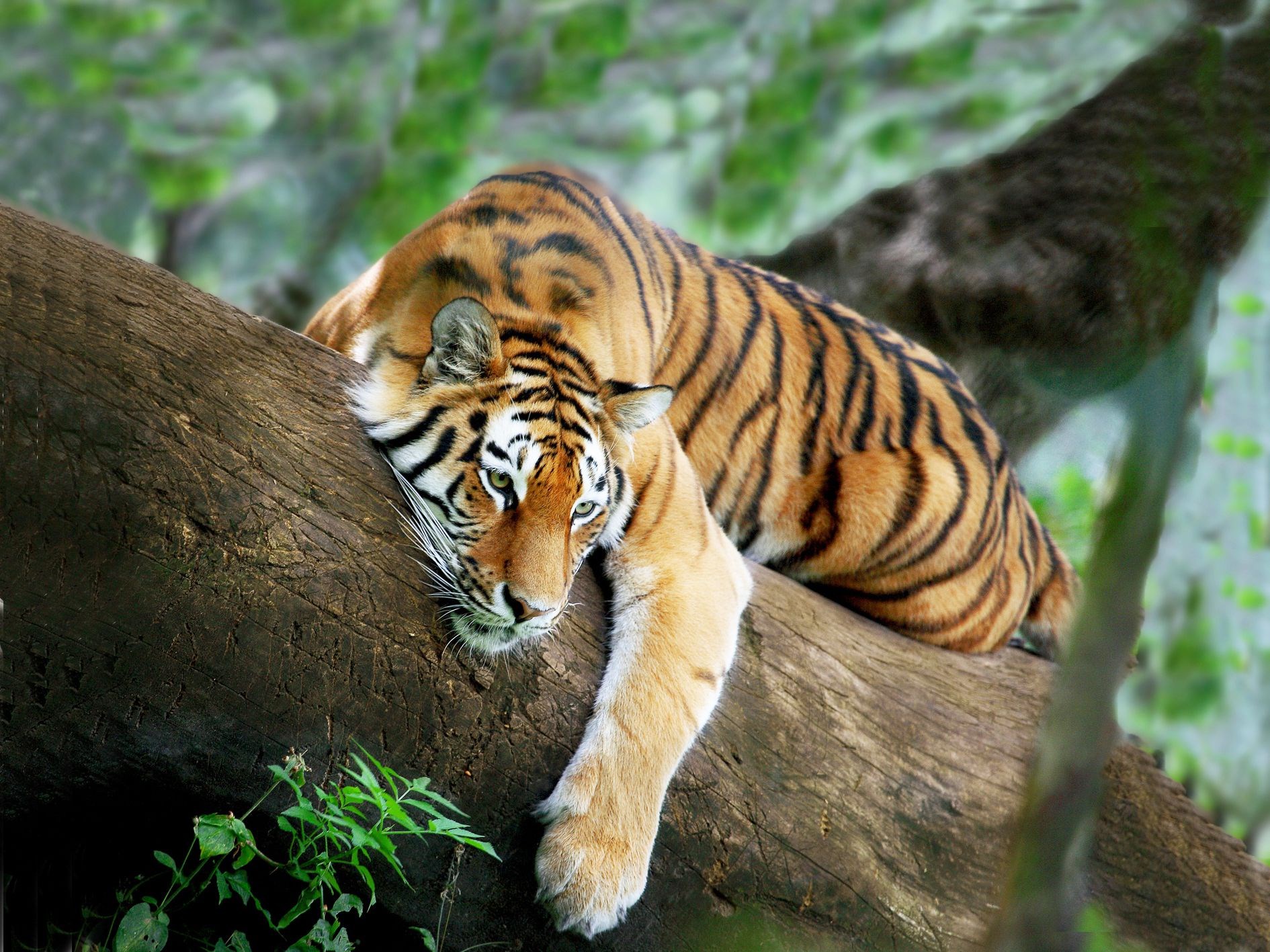 Tiger resting on a tree trunk HD Wallpaper