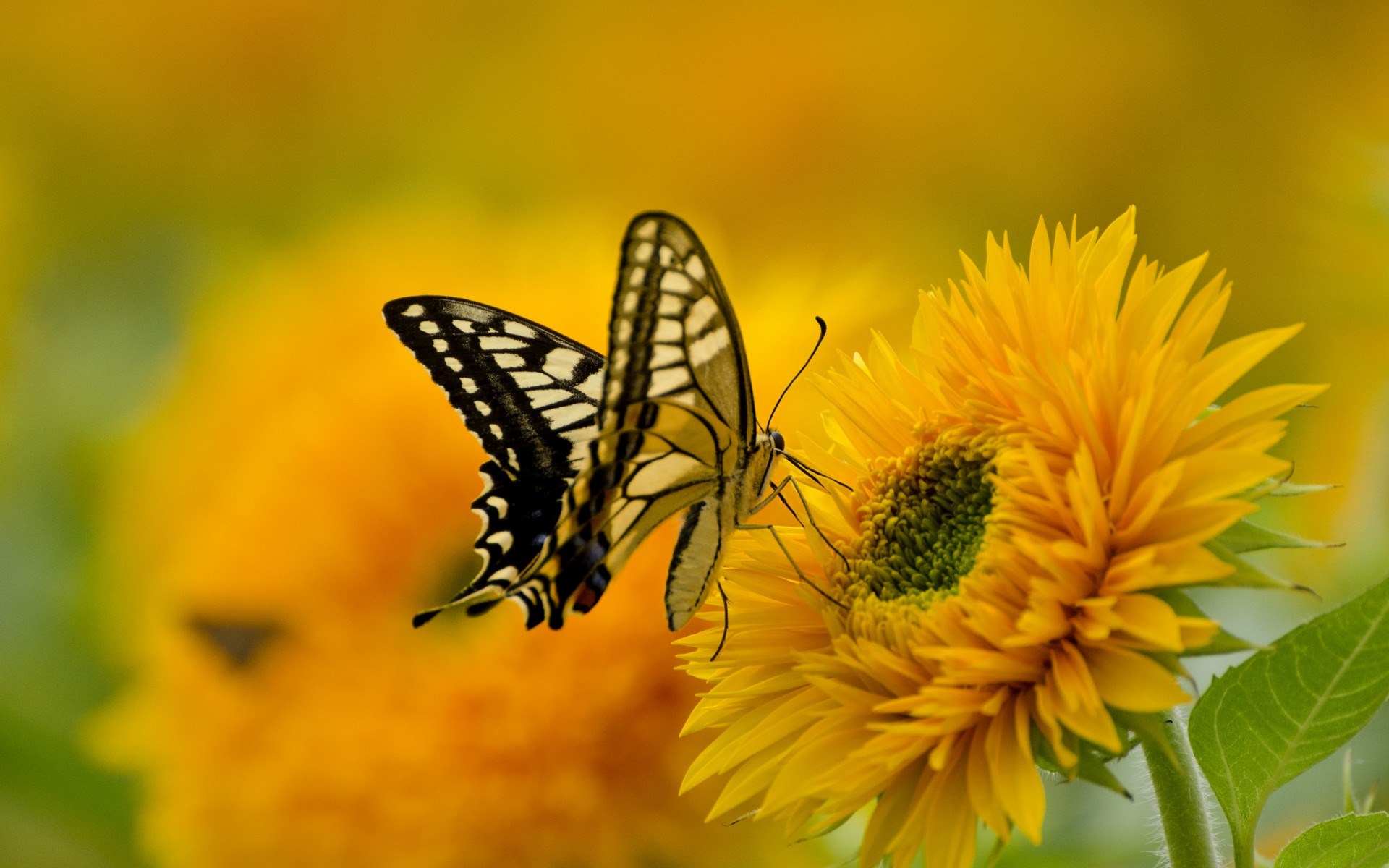 Butterfly on a sunflower HD Wallpaper