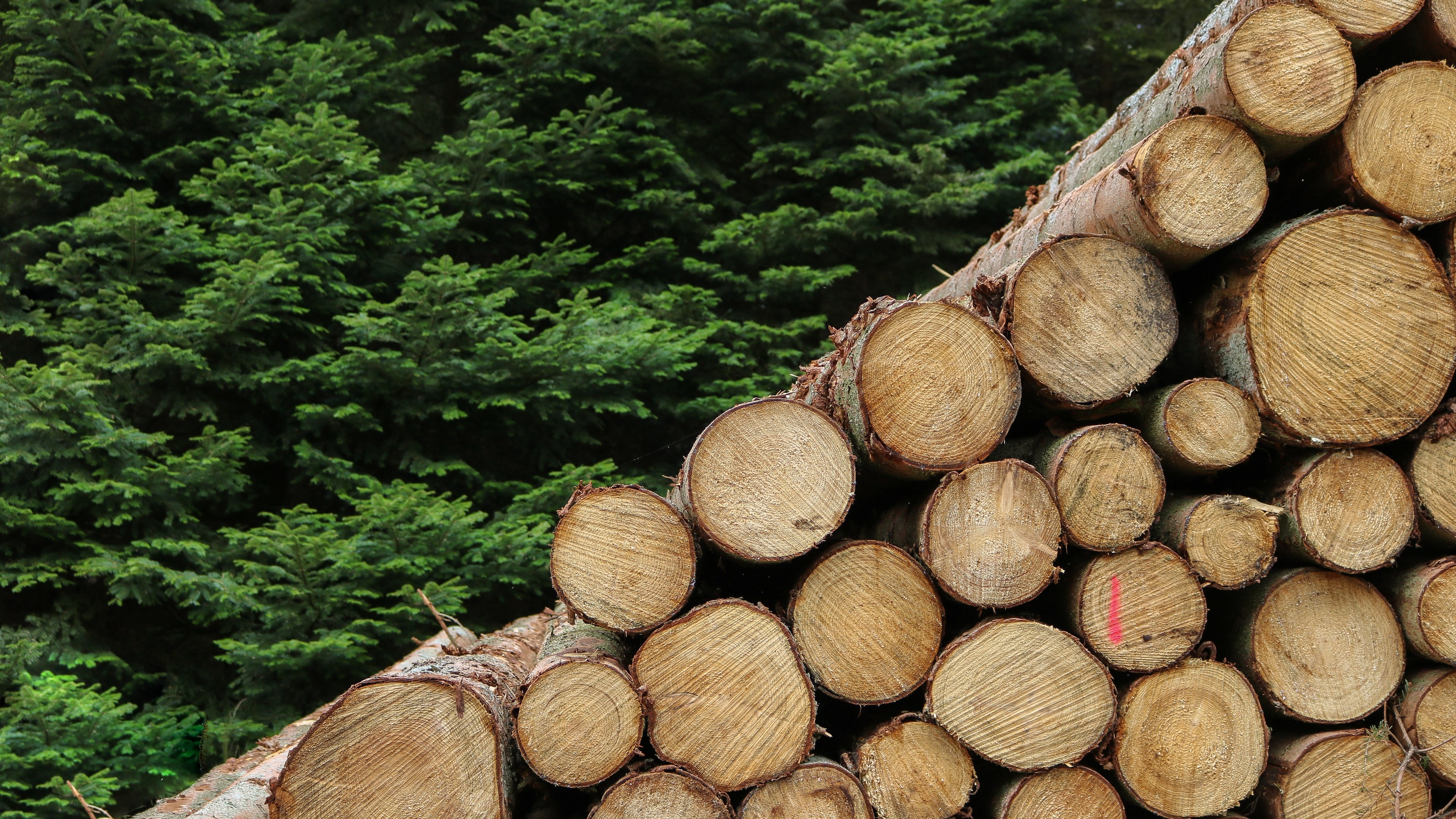 Pile of cut logs in front of a forest HD Wallpaper
