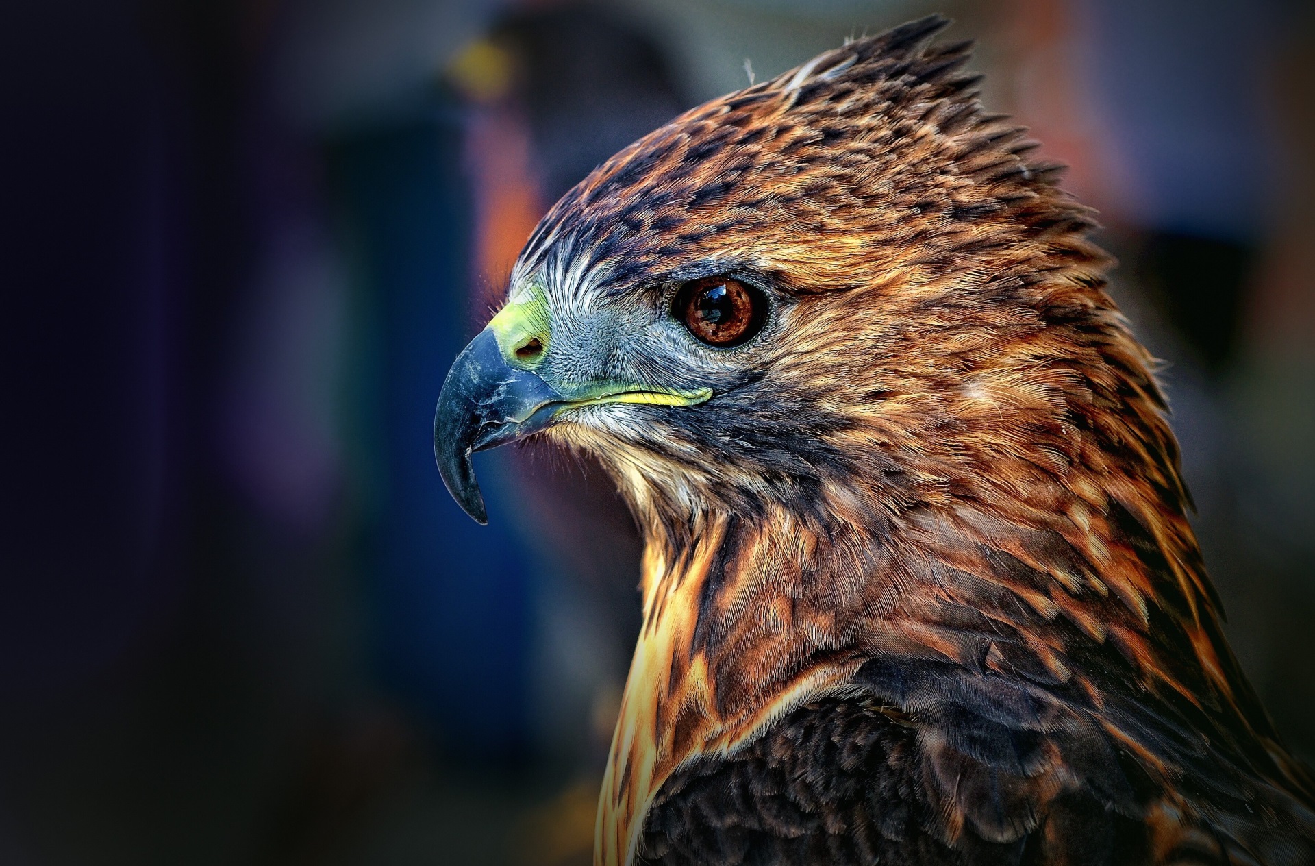 Close-up of a hawk's head HD Wallpaper