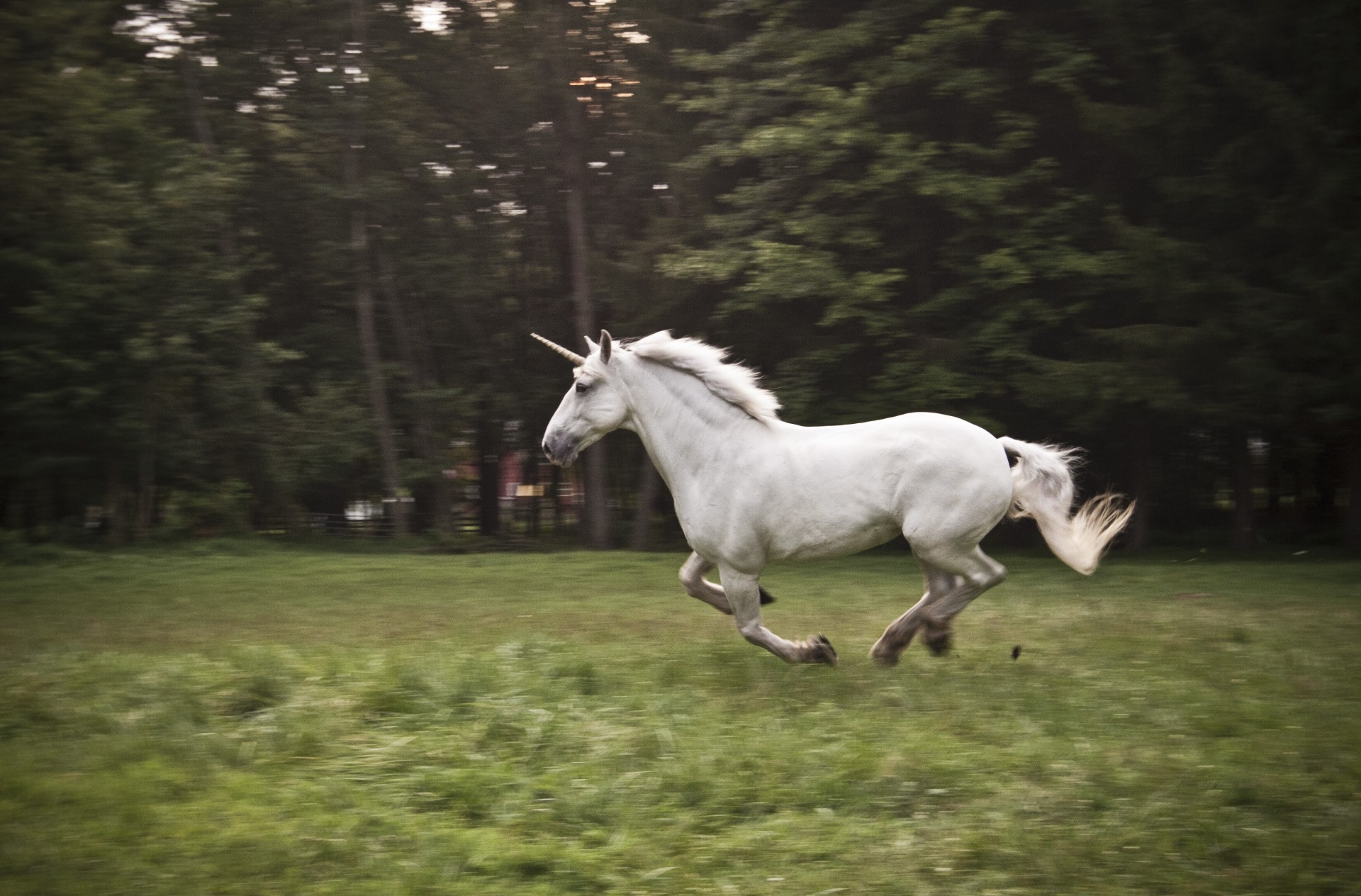 White unicorn running in a grassy field HD Wallpaper