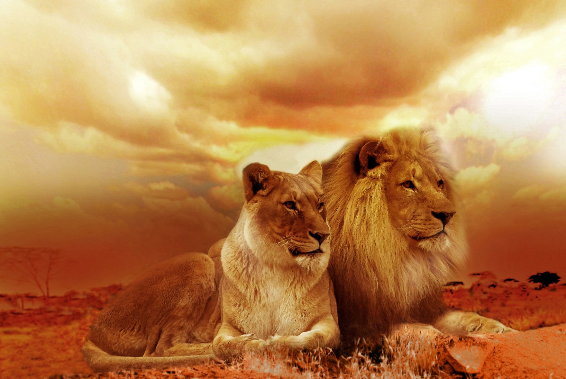 Lion and Lioness in the Savannah HD Wallpaper