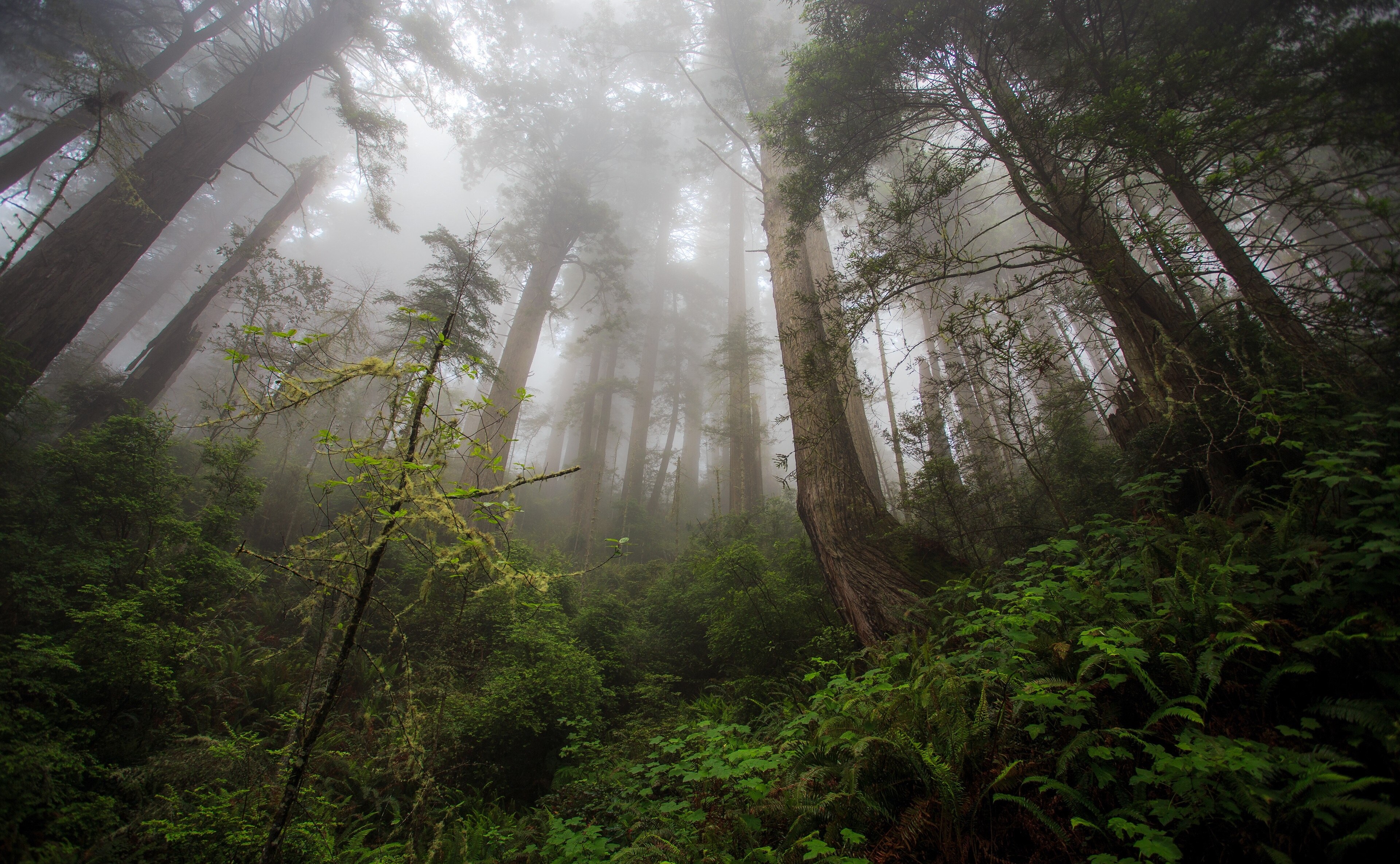Misty Forest with Tall Trees 4K HD Wallpaper