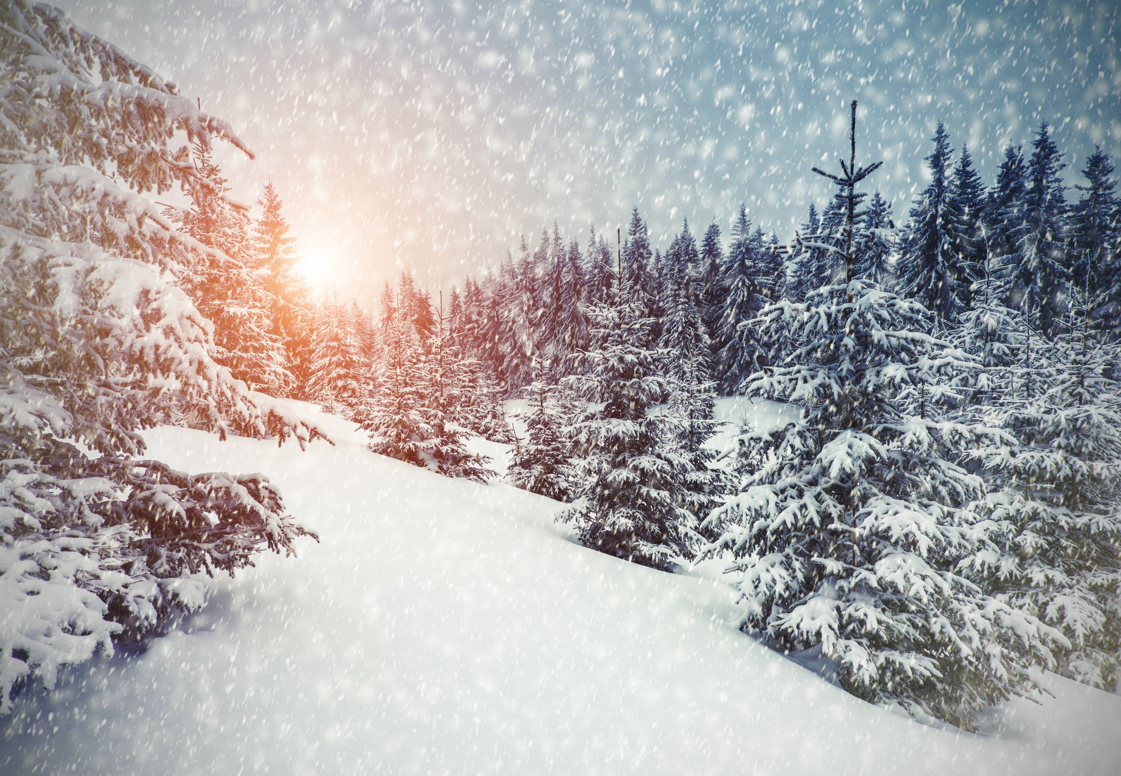 Winter forest with snow and sun HD Wallpaper