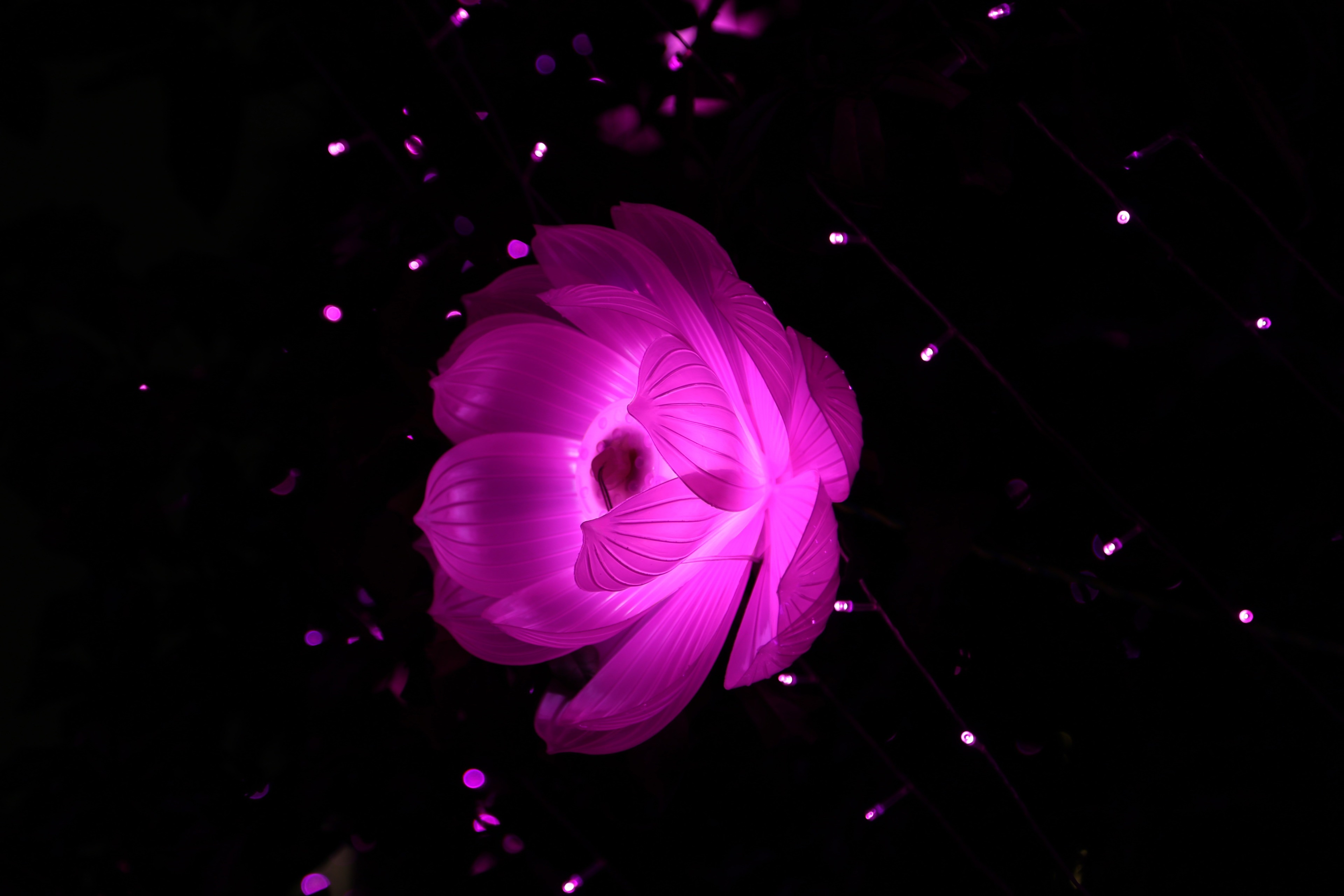Glowing Pink Lotus Flower with Lights 4K HD Wallpaper