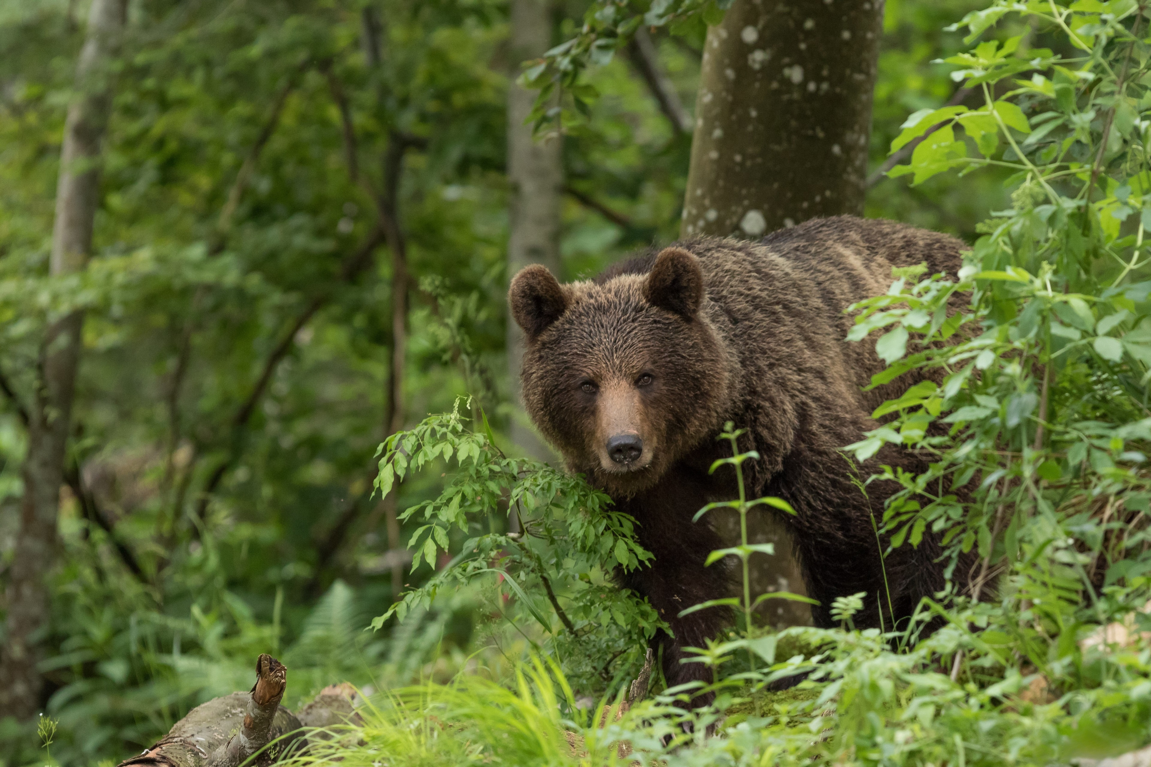 Brown bear in a forest HD Wallpaper