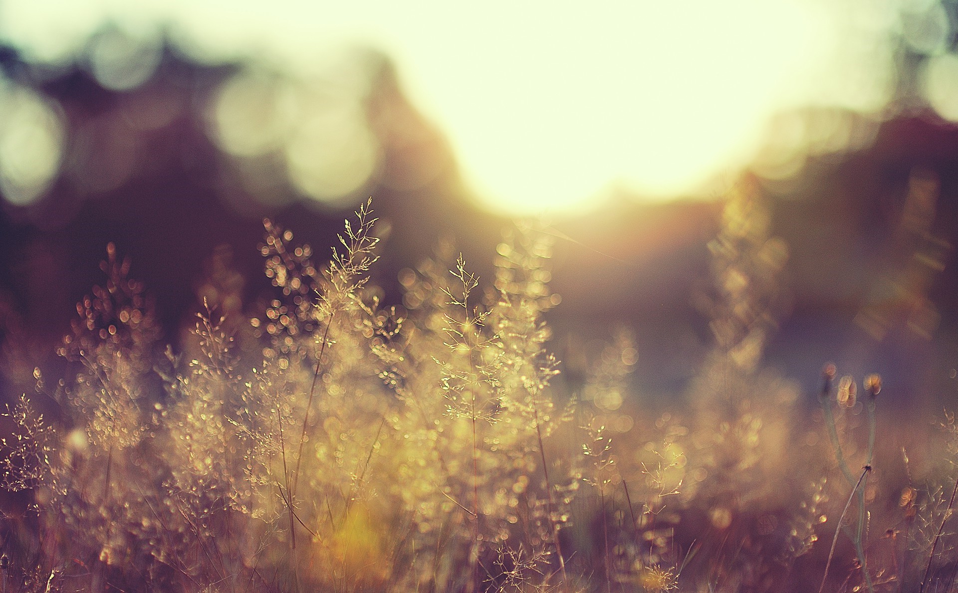 Sunlight filtering through tall grass in a meadow HD Wallpaper