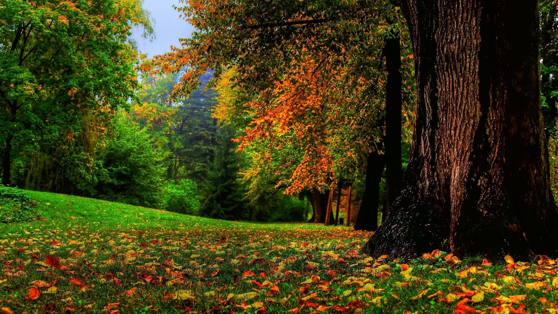Autumn Forest Scene with Colorful Leaves HD Wallpaper