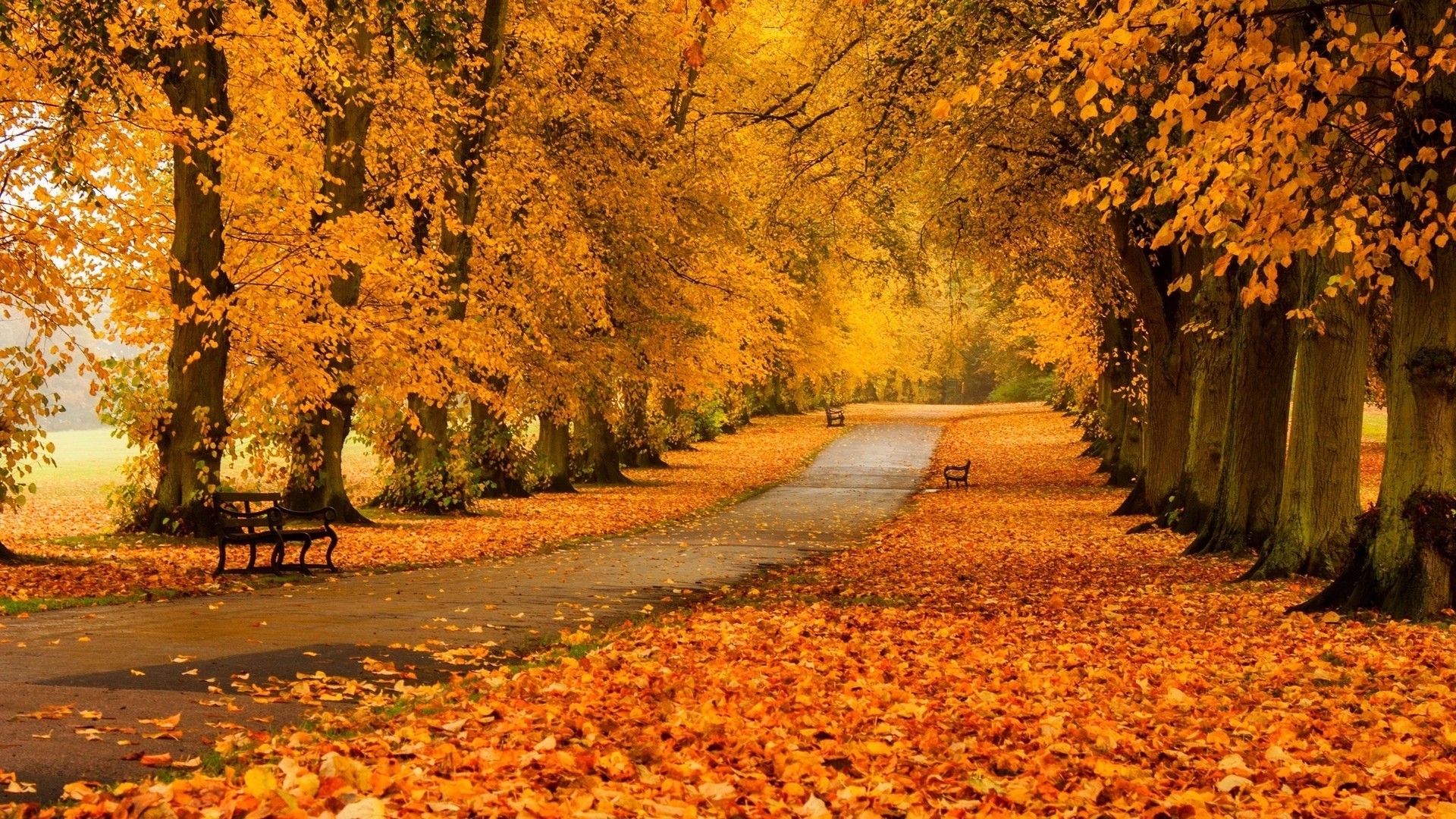 Autumn Park Pathway with Golden Trees and Benches HD Wallpaper