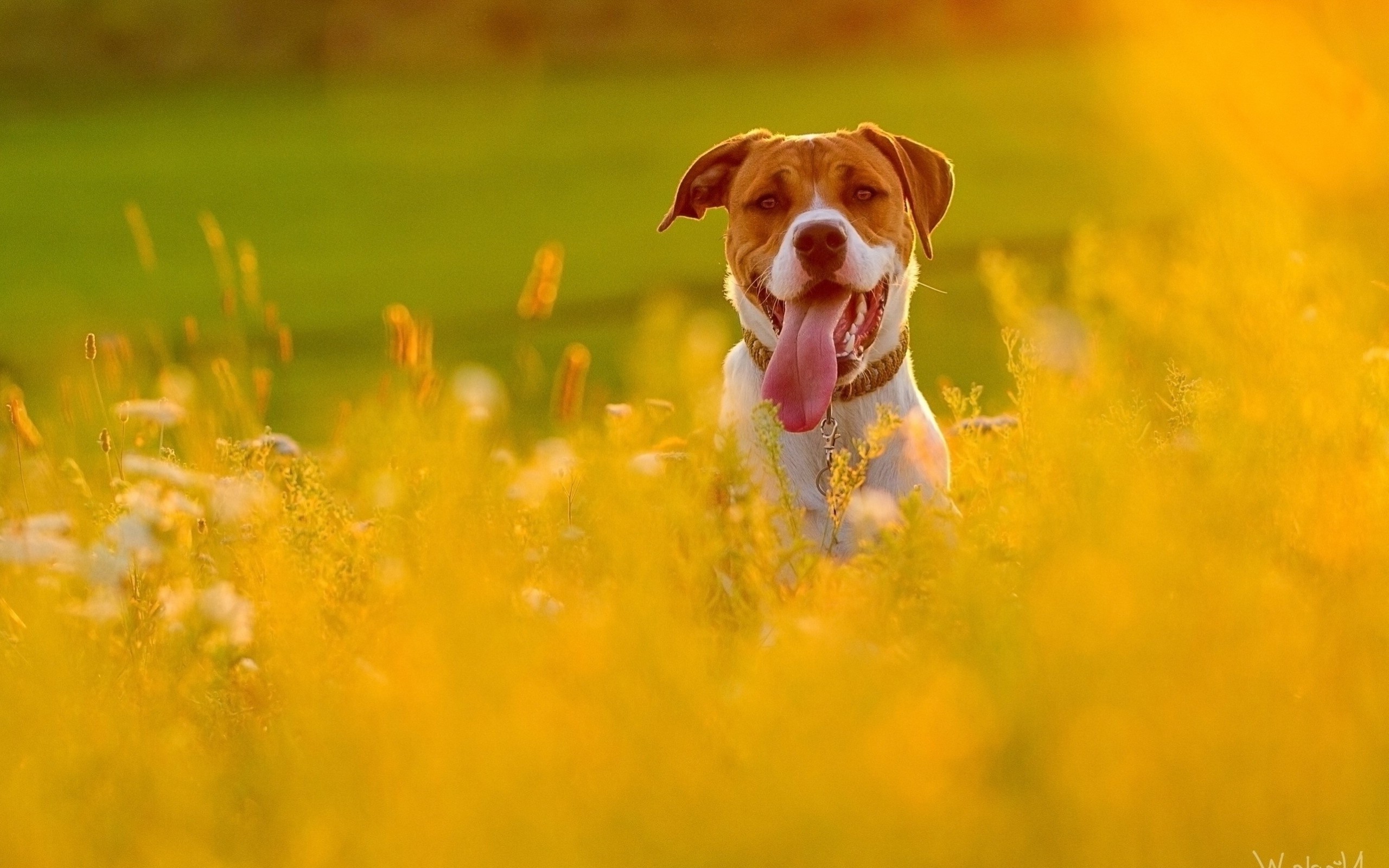 Dog with tongue out in a field of yellow flowers HD Wallpaper