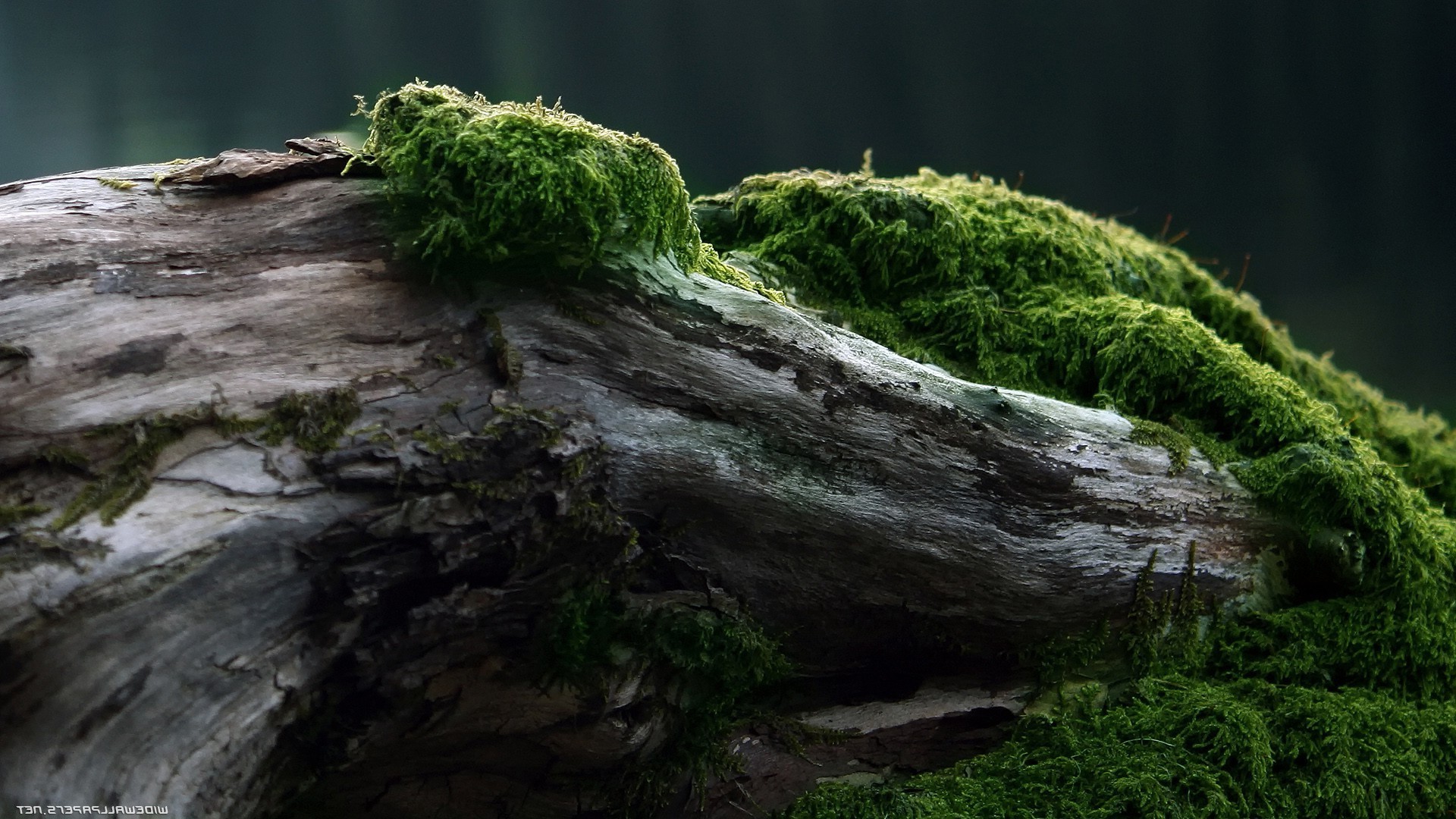 Moss-covered log in a forest HD Wallpaper