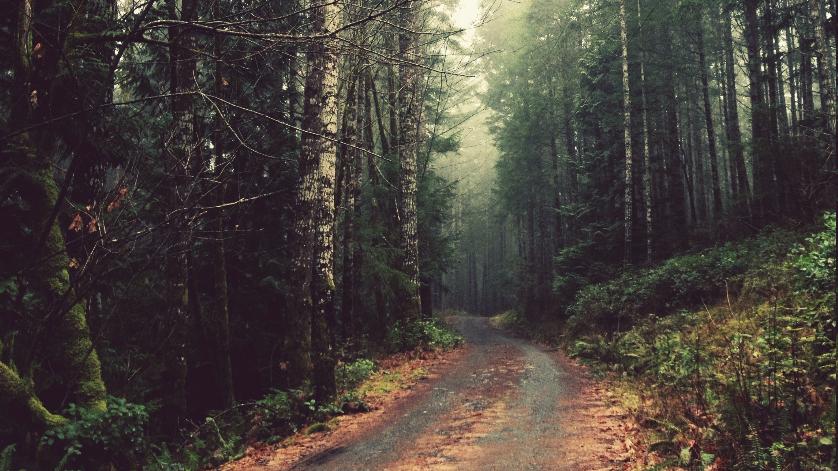 A dirt road winds through a misty forest. HD Wallpaper