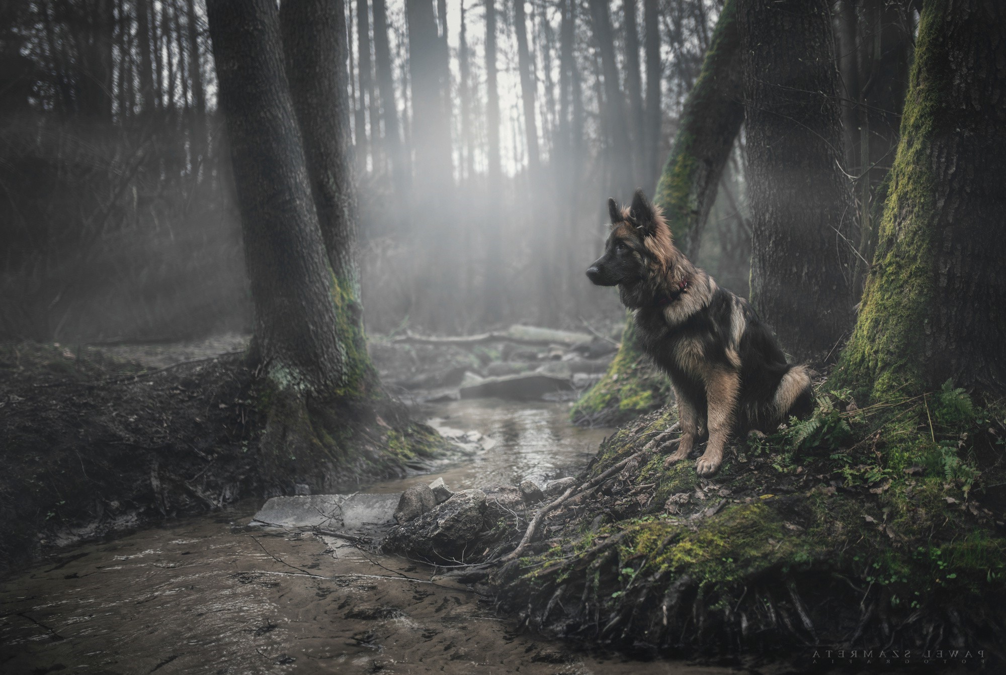 German Shepherd dog sitting by a stream in a misty forest HD Wallpaper