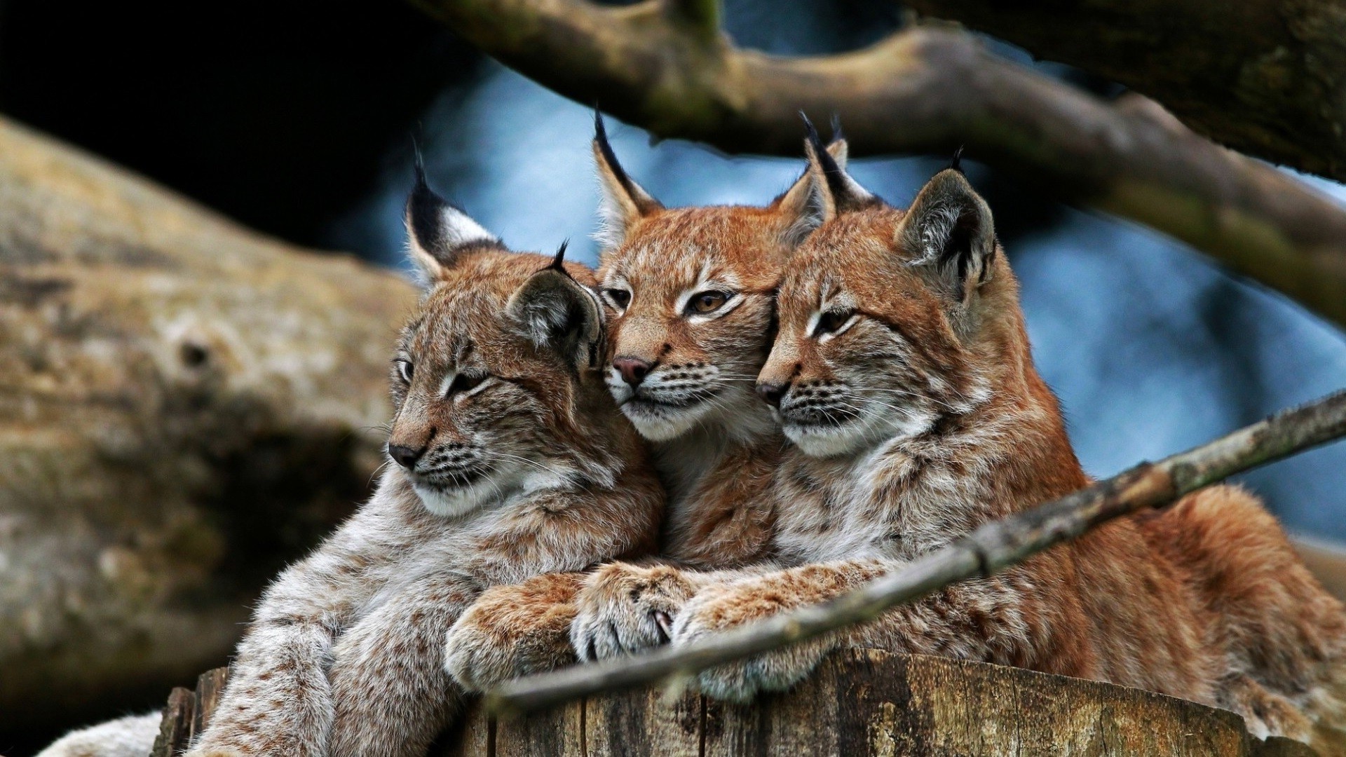 Three young lynx cubs huddled together on a log HD Wallpaper