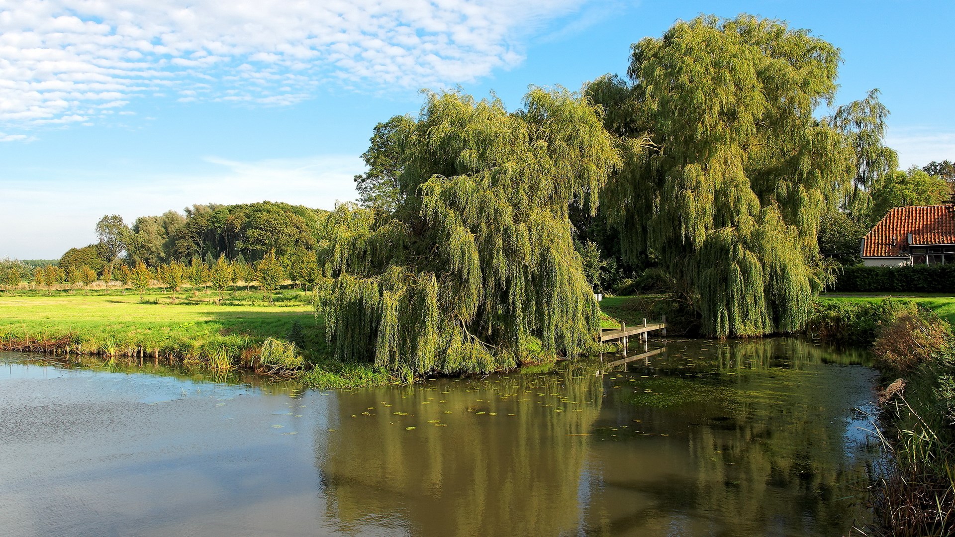 Weeping willow trees by a calm pond and a house HD Wallpaper