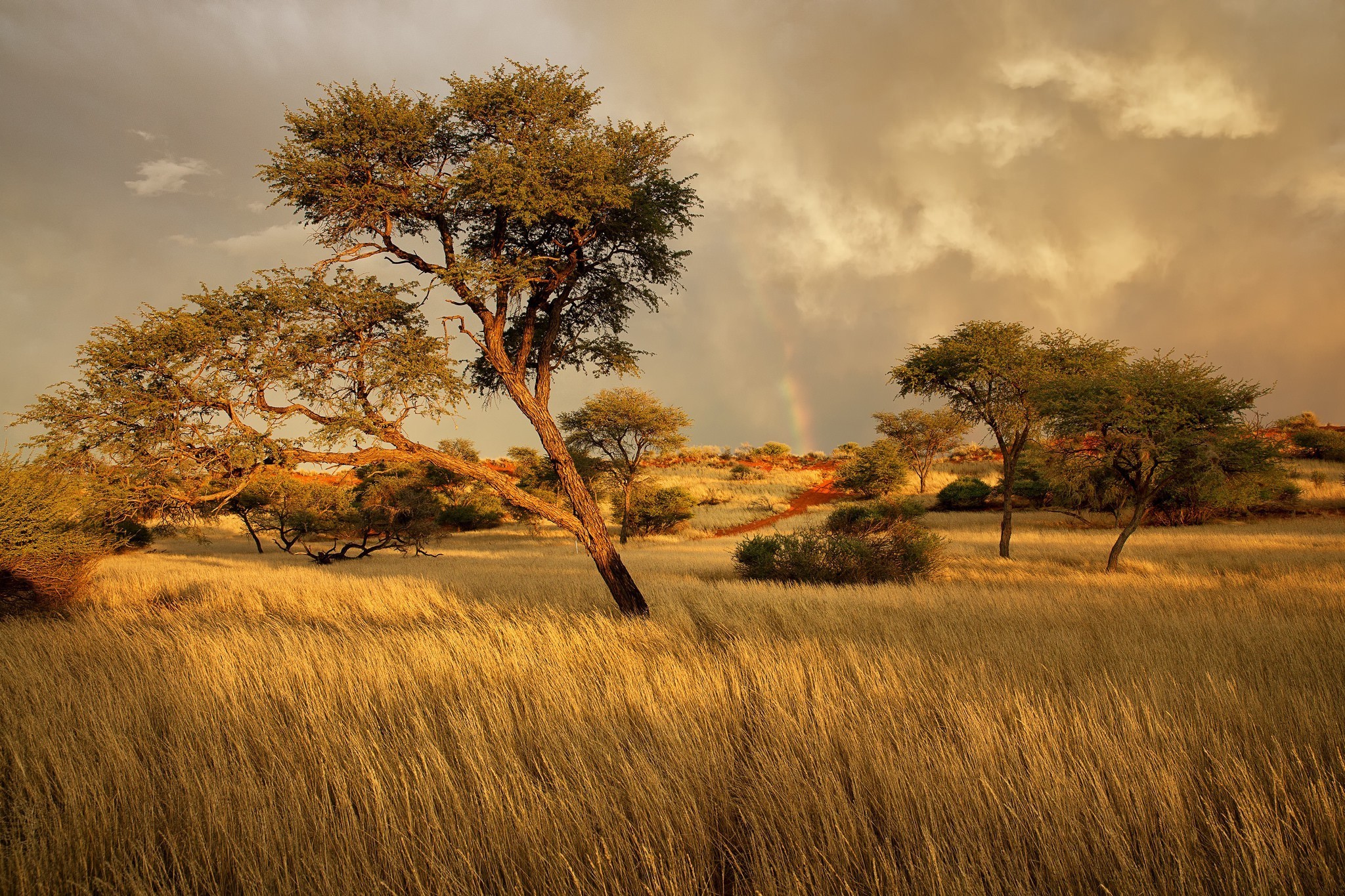 African savanna landscape with trees and rainbow HD Wallpaper