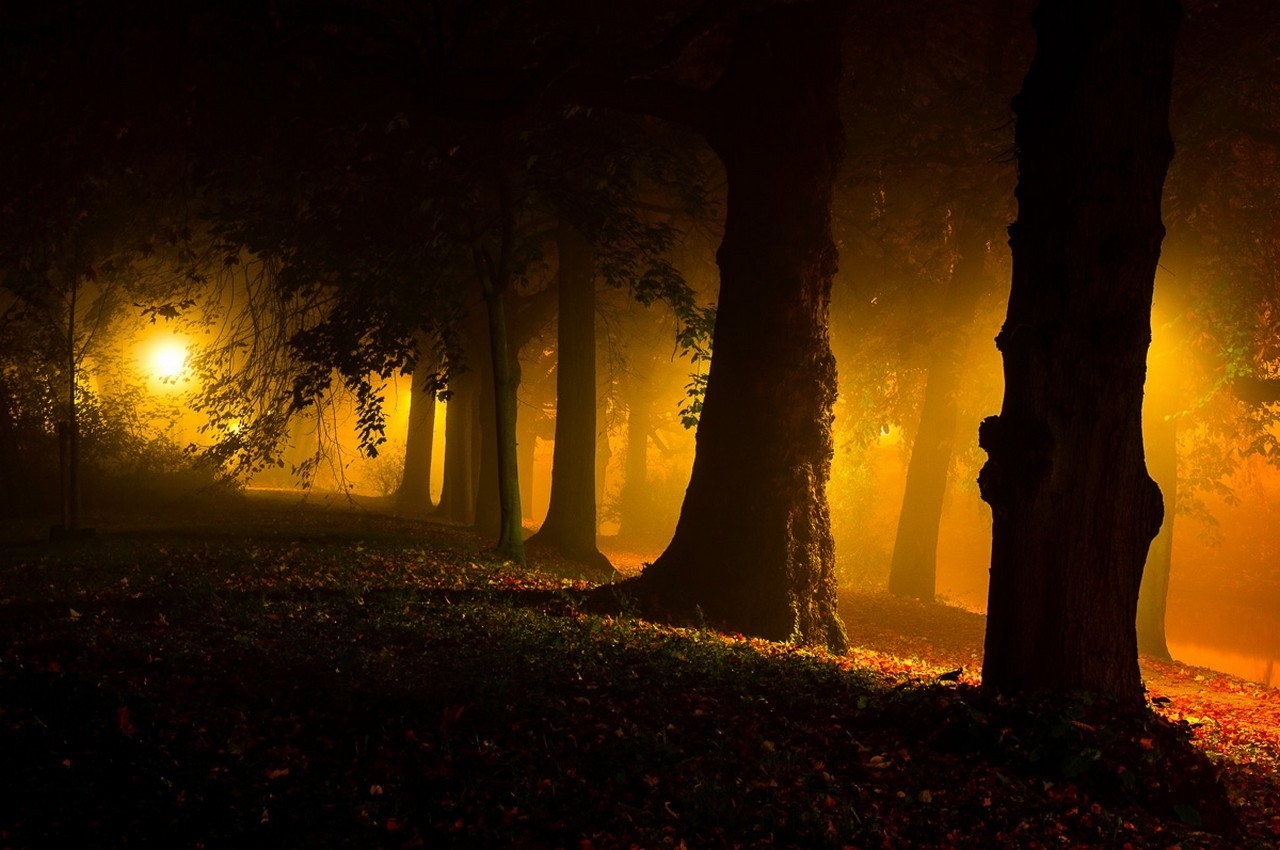 Misty forest at night with street light HD Wallpaper