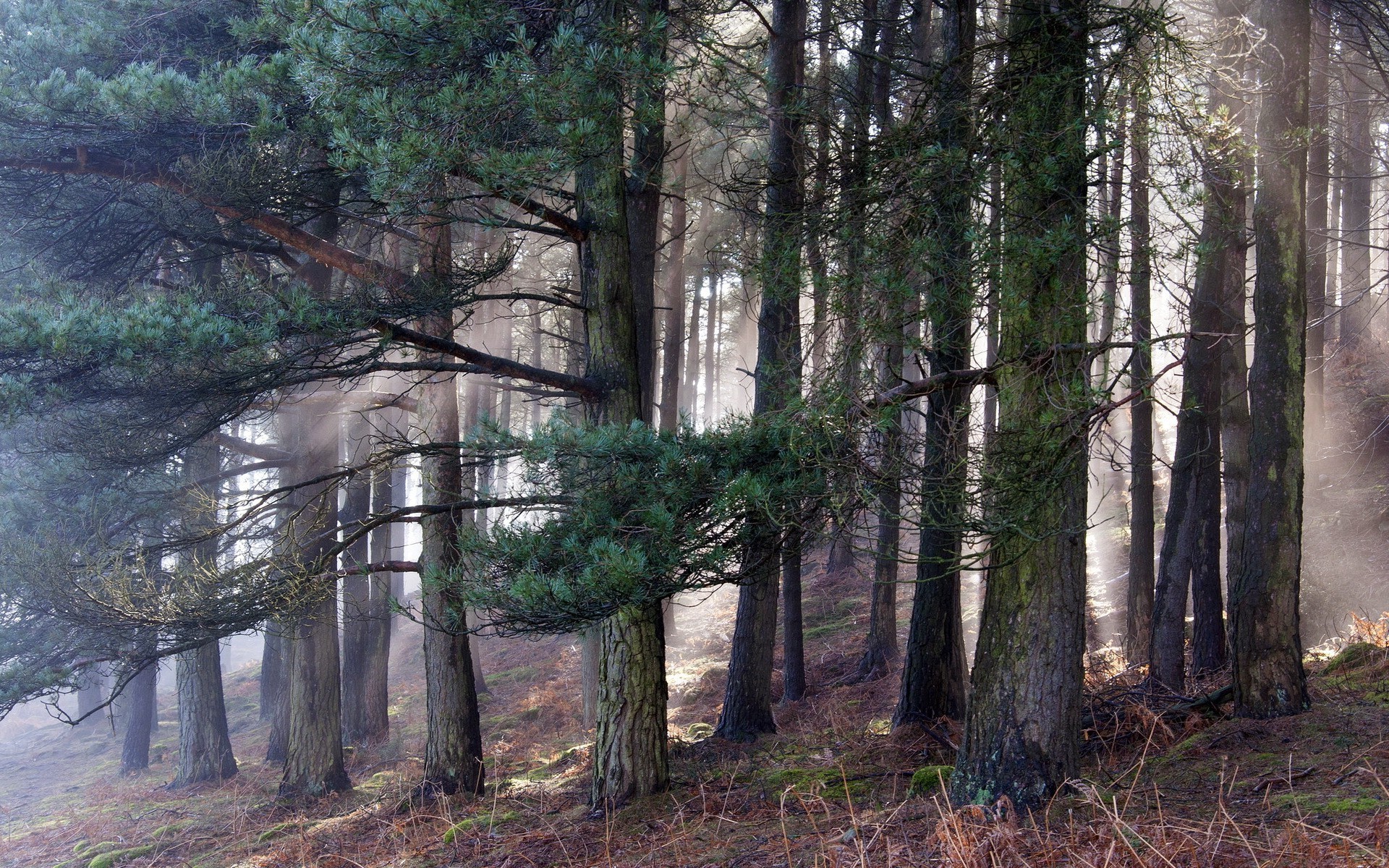 Pine trees in a misty forest with sunbeams HD Wallpaper
