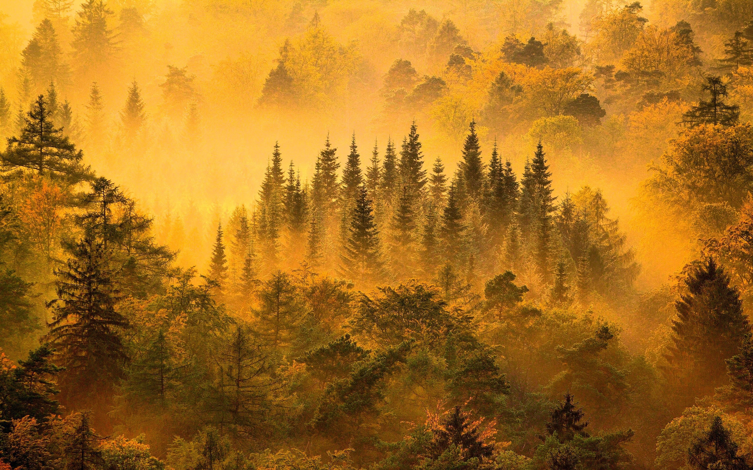Misty forest landscape with autumn trees at sunrise HD Wallpaper