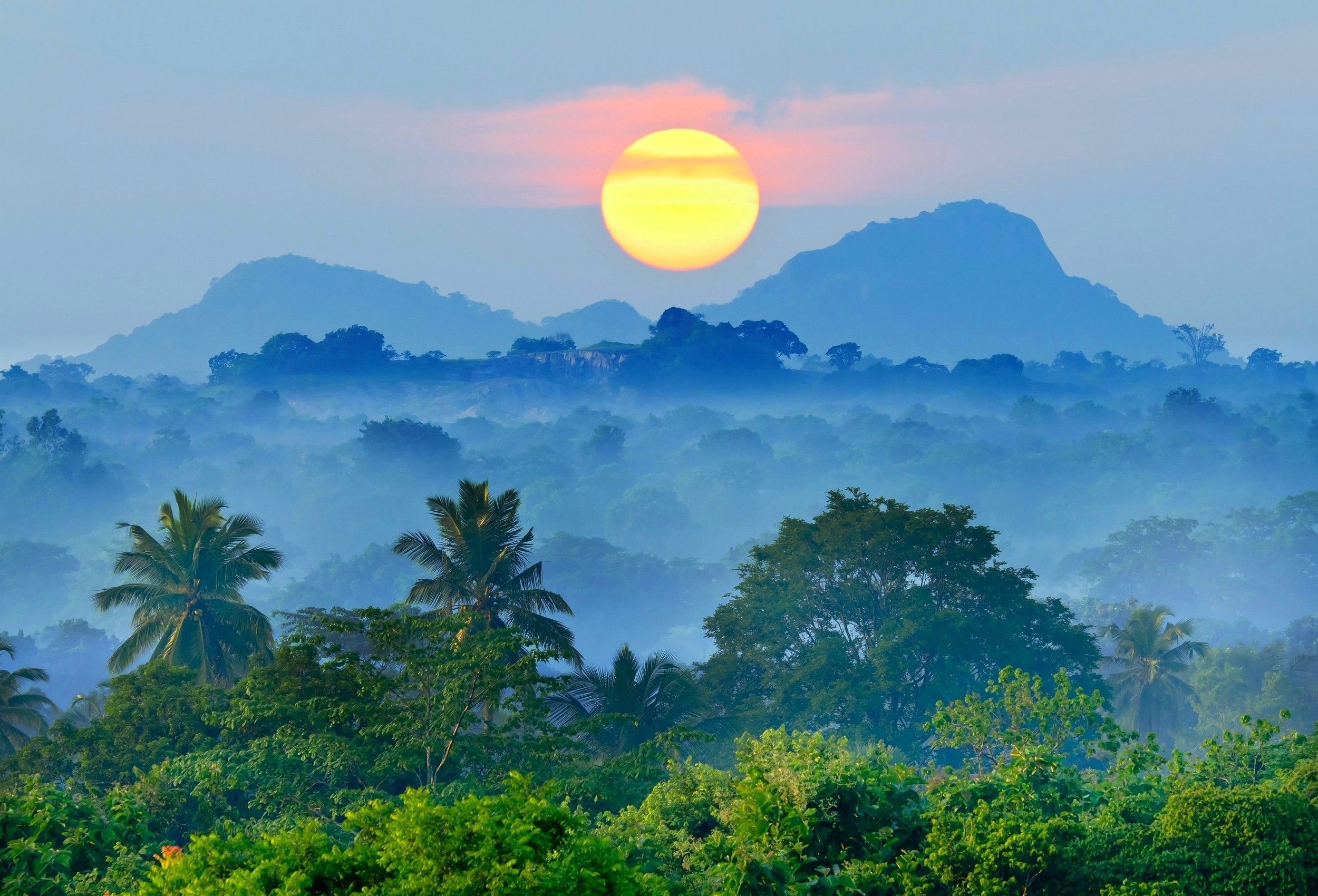 Misty mountain landscape at sunrise with palm trees HD Wallpaper