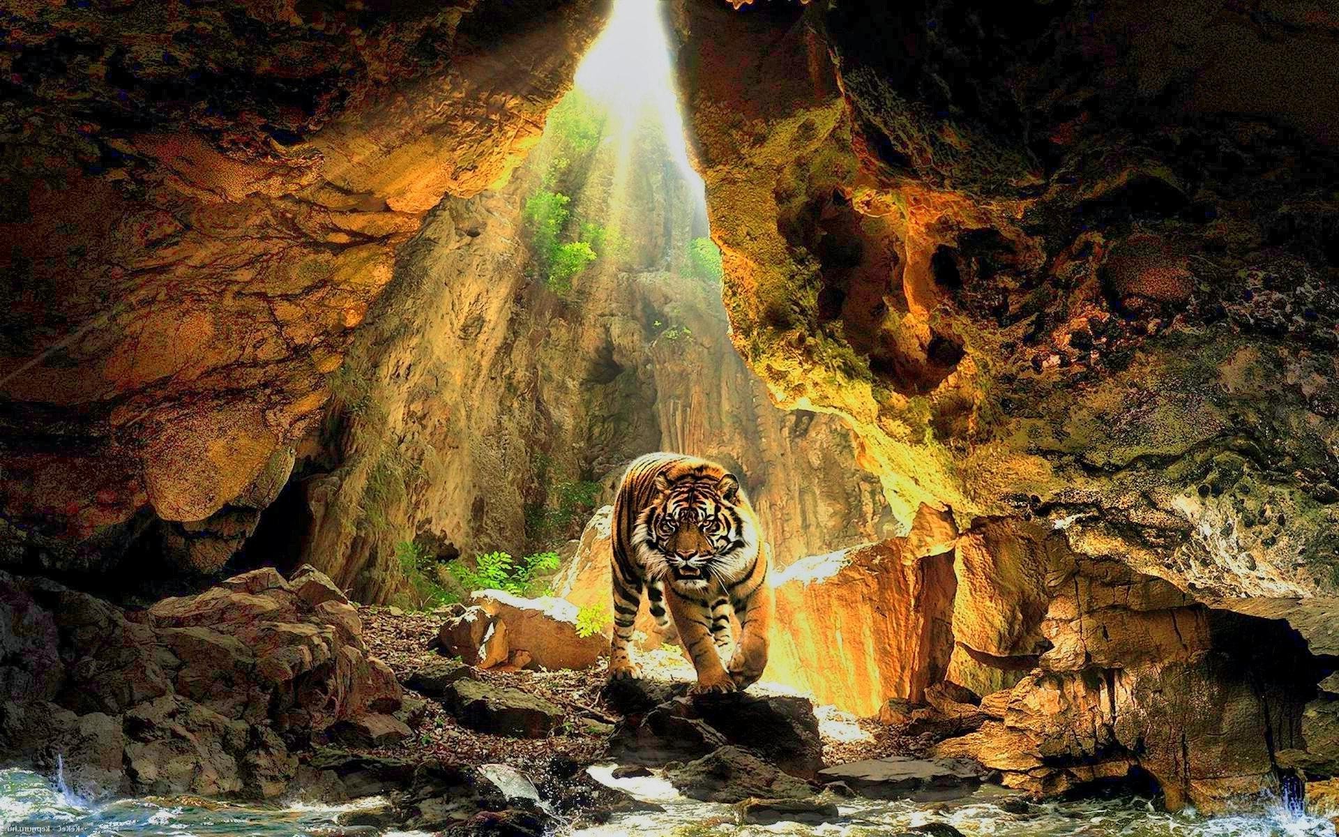 Tiger walking out of a cave with sunlight HD Wallpaper