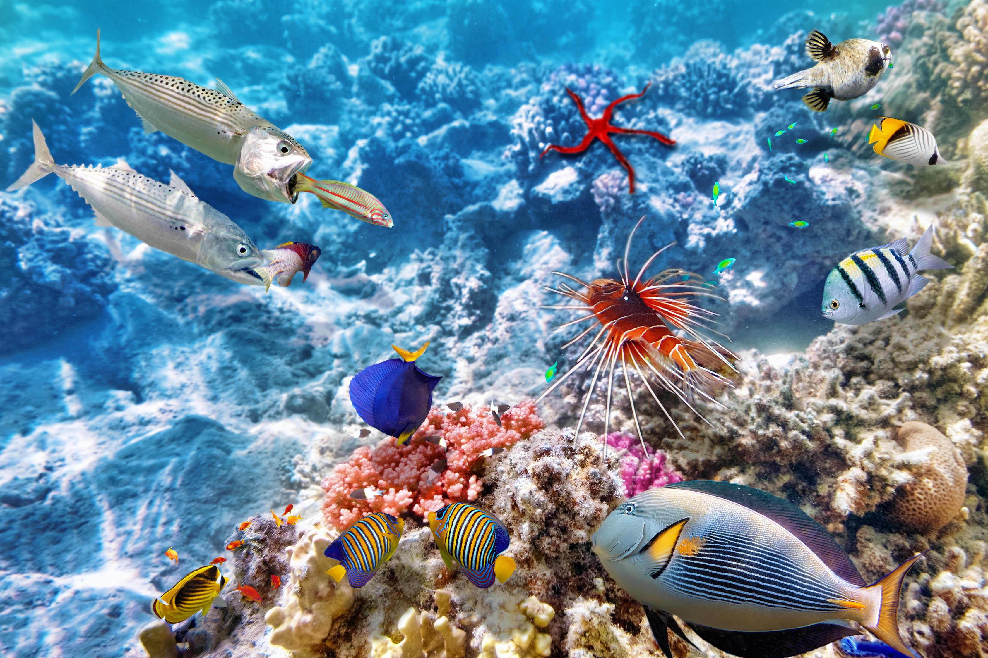 Underwater coral reef with various fish and a starfish HD Wallpaper