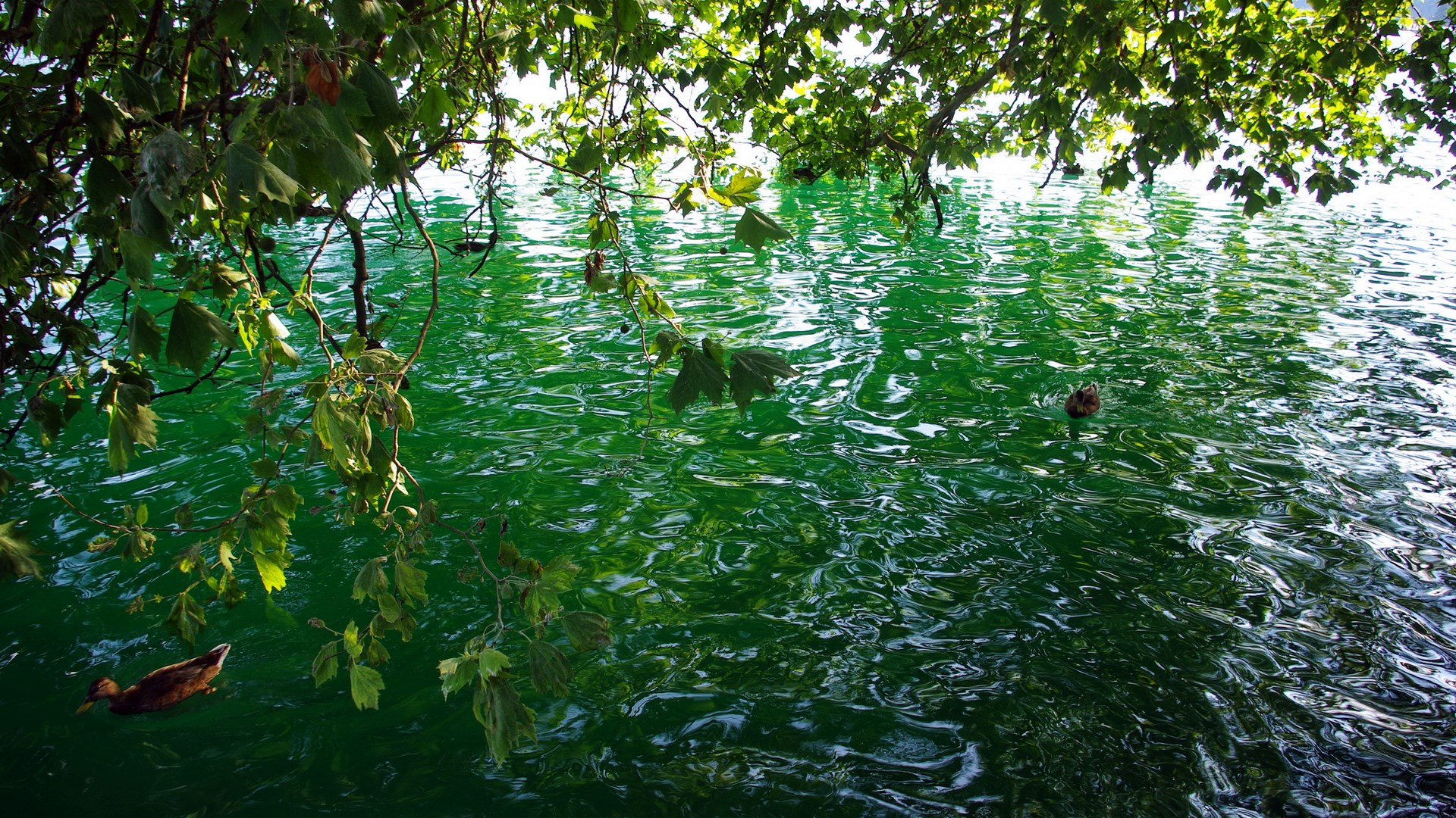 Two ducks swimming in green water under tree branches HD Wallpaper