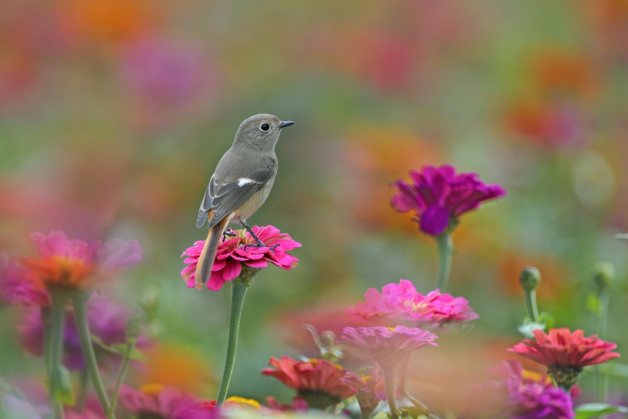 A bird perched on a pink zinnia flower HD Wallpaper