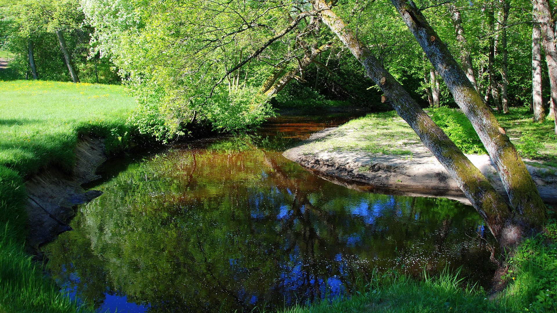 A tranquil stream flows through a sun-dappled forest with lush green trees. HD Wallpaper