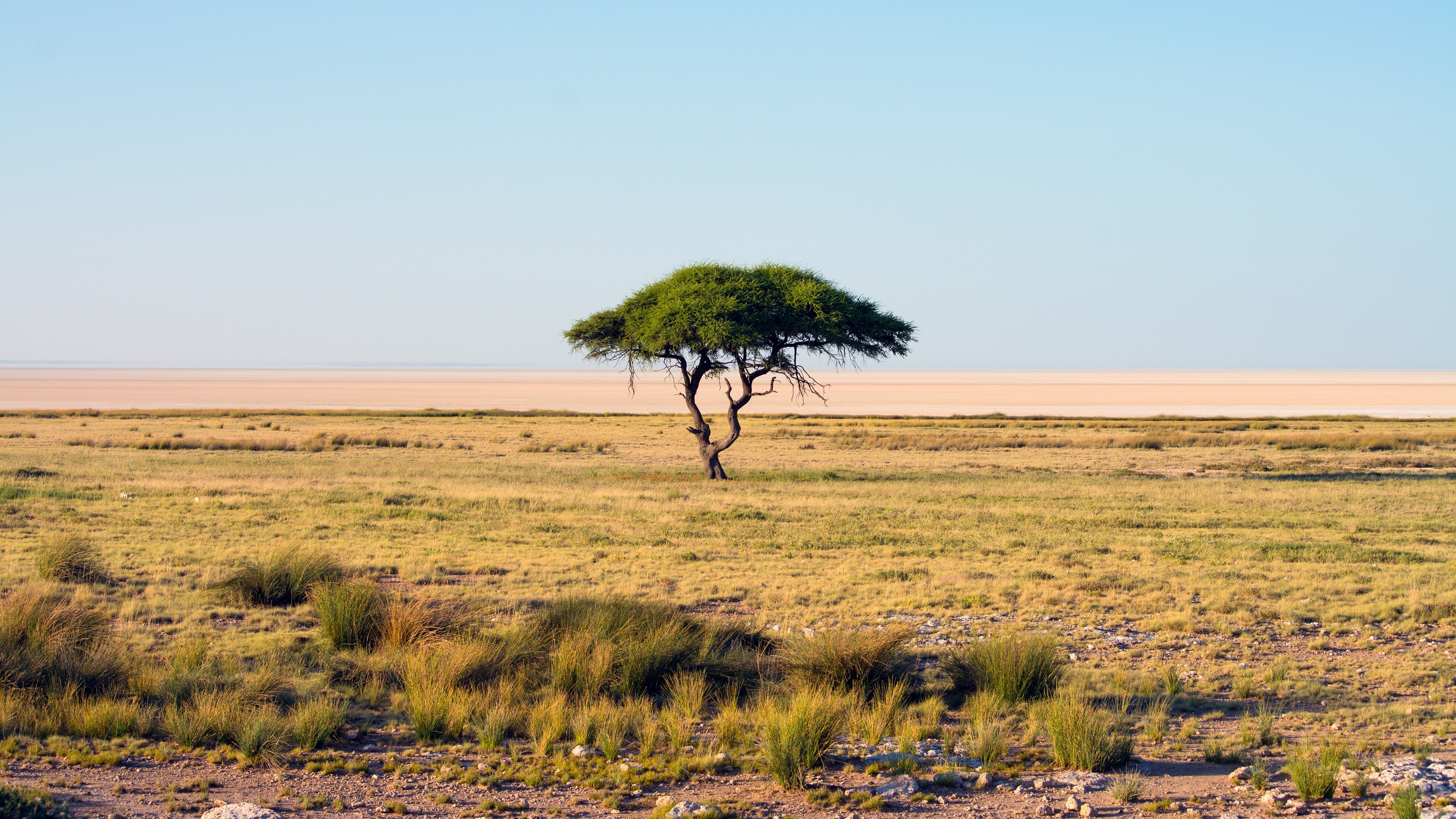 Acacia tree in Etosha National Park, Namibia HD Wallpaper