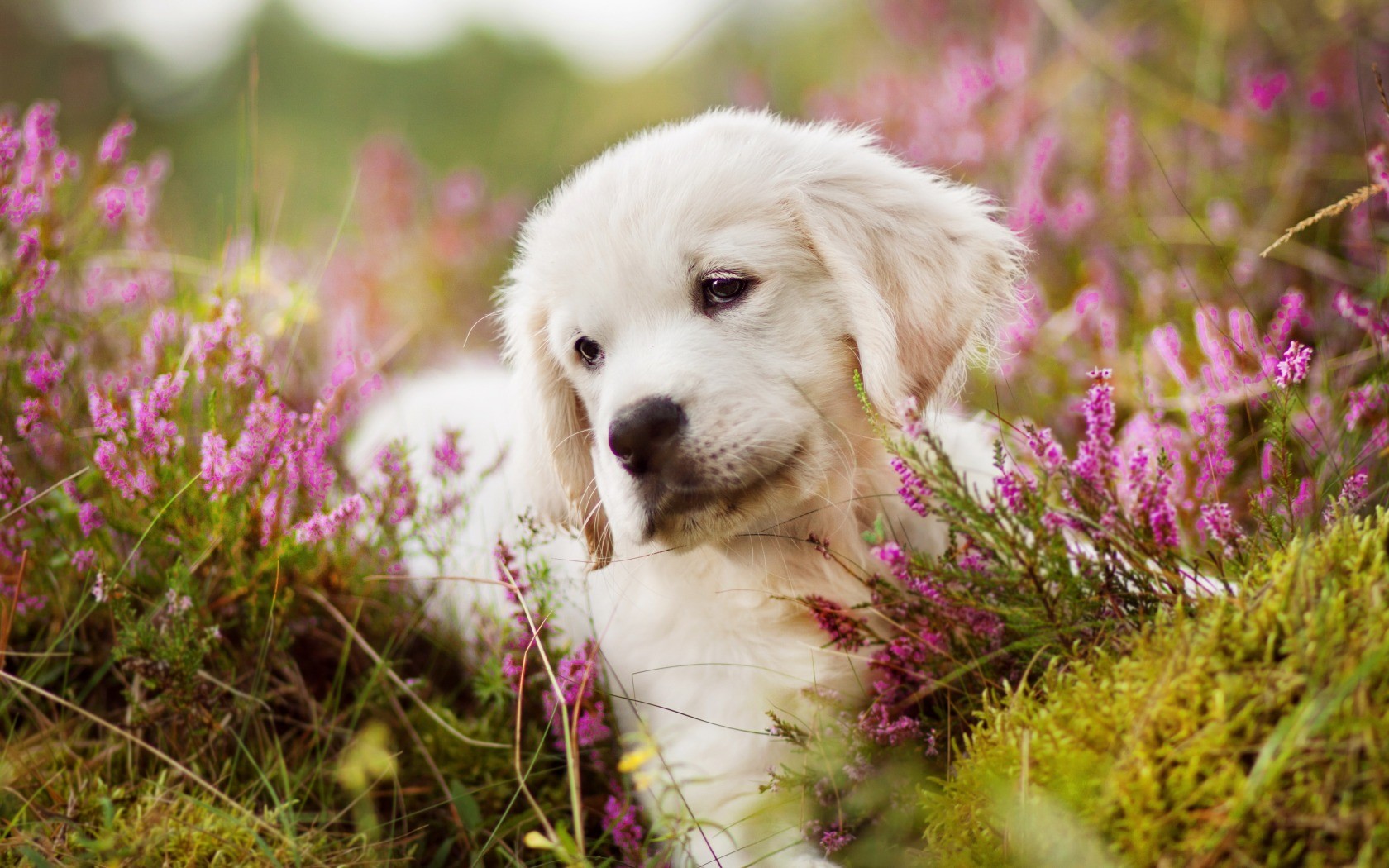Golden Retriever puppy in a field of heather HD Wallpaper