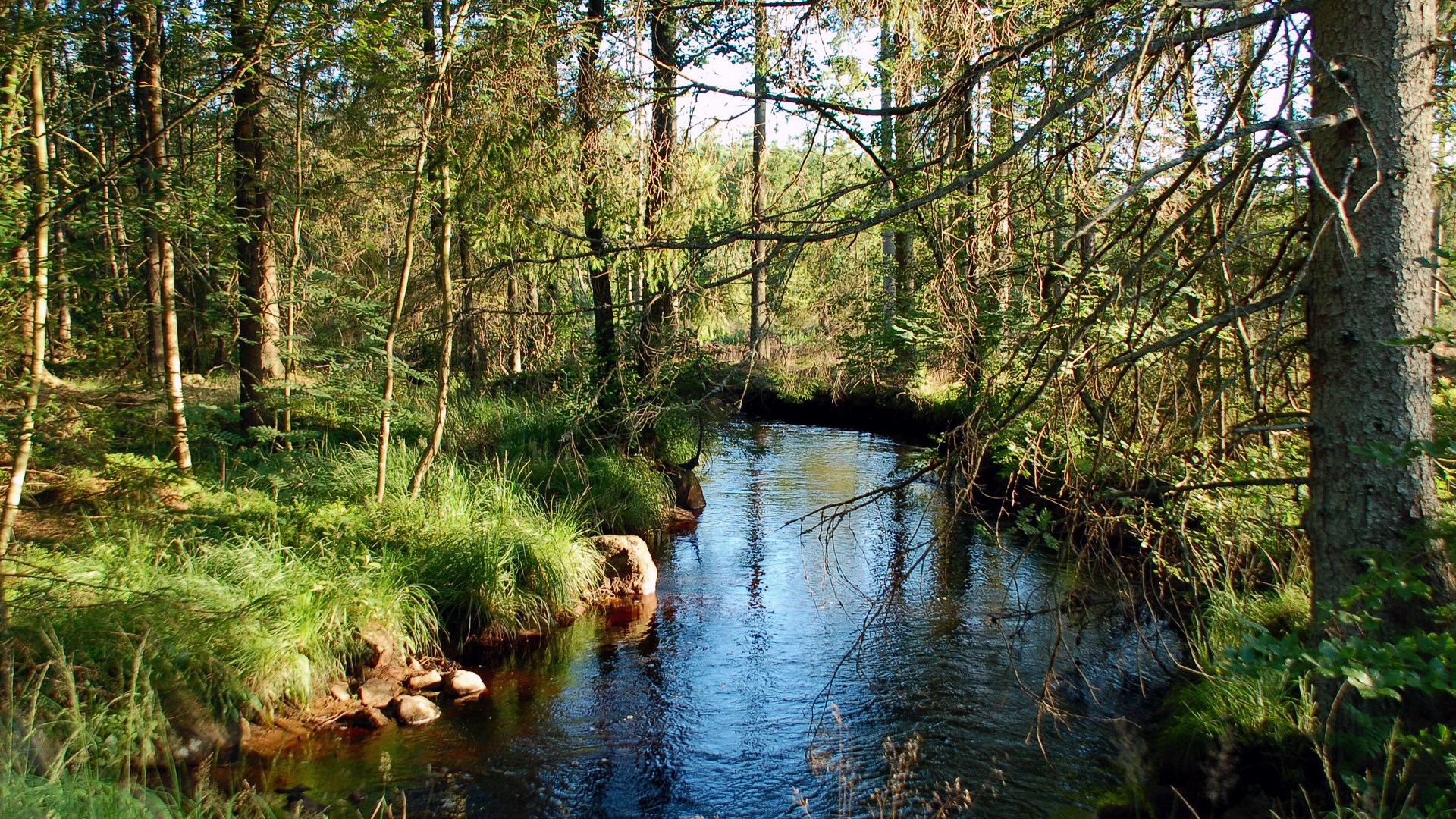 A forest stream flows through dense trees HD Wallpaper