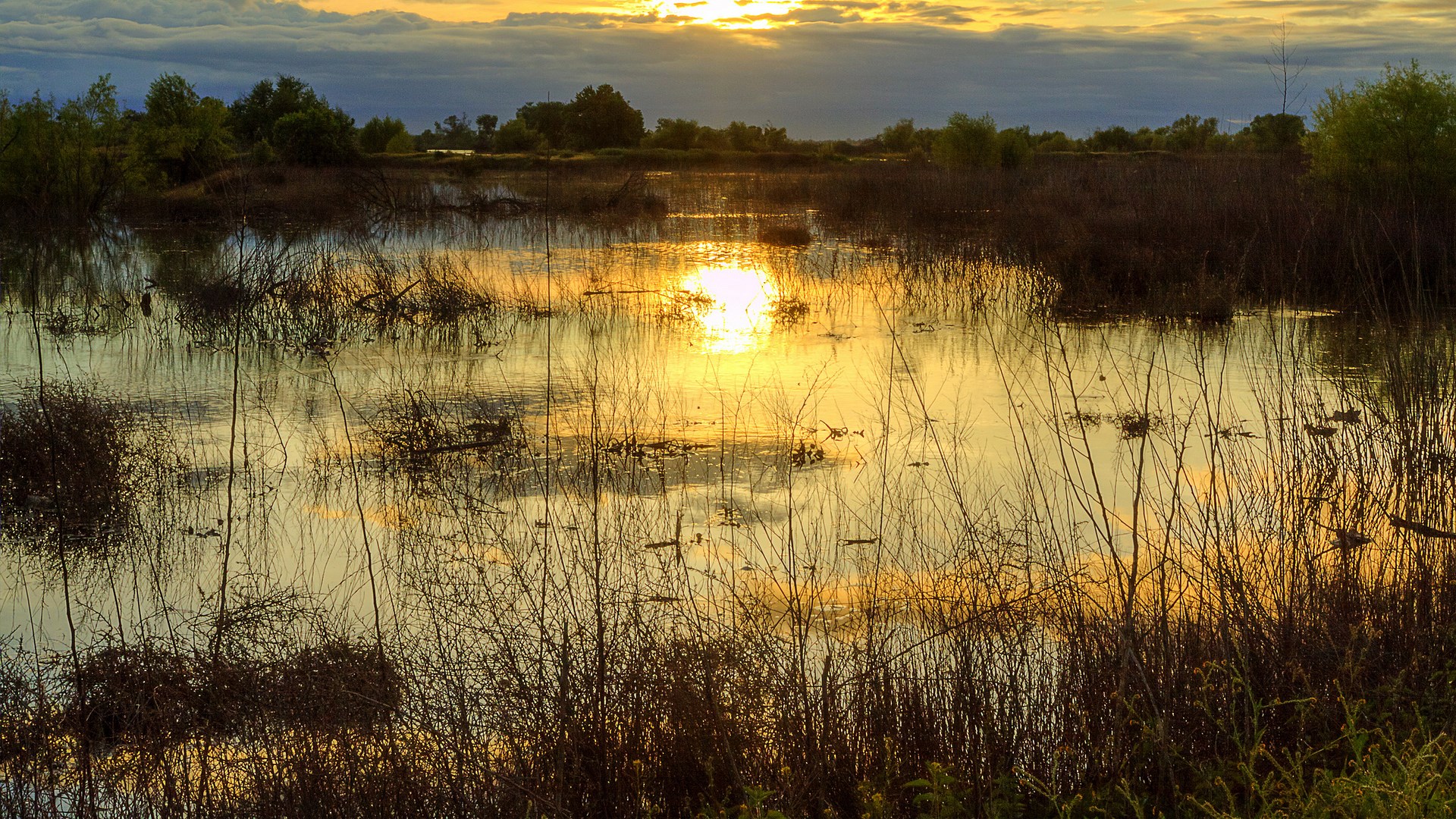 Sunset reflecting on a flooded marsh with reeds HD Wallpaper