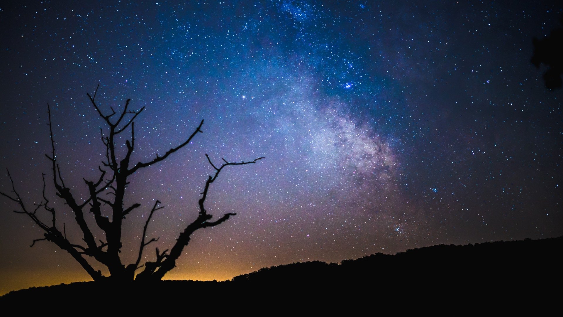 Silhouette of a dead tree against the Milky Way HD Wallpaper