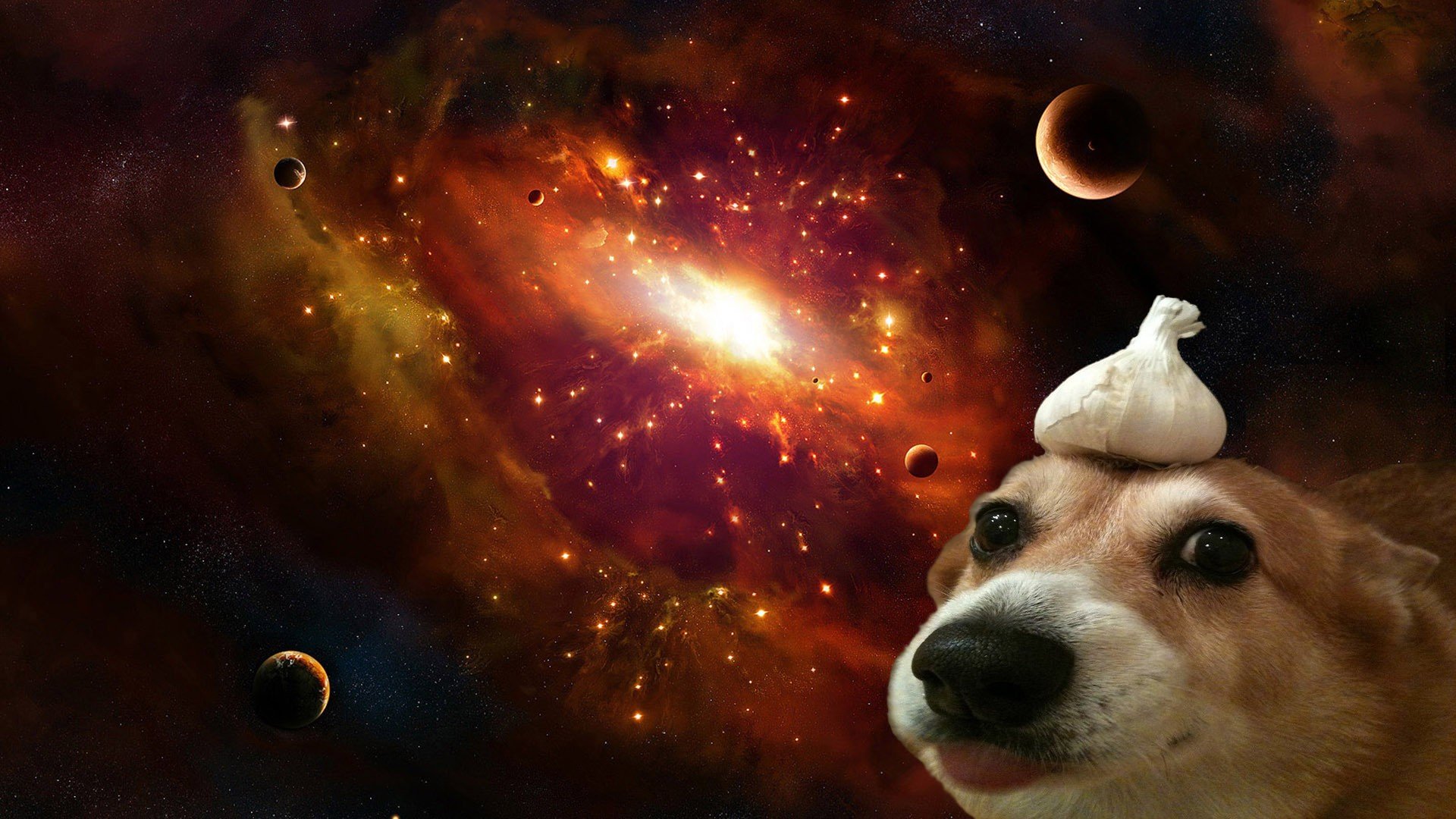 Corgi with Garlic on Head in Space Galaxy HD Wallpaper