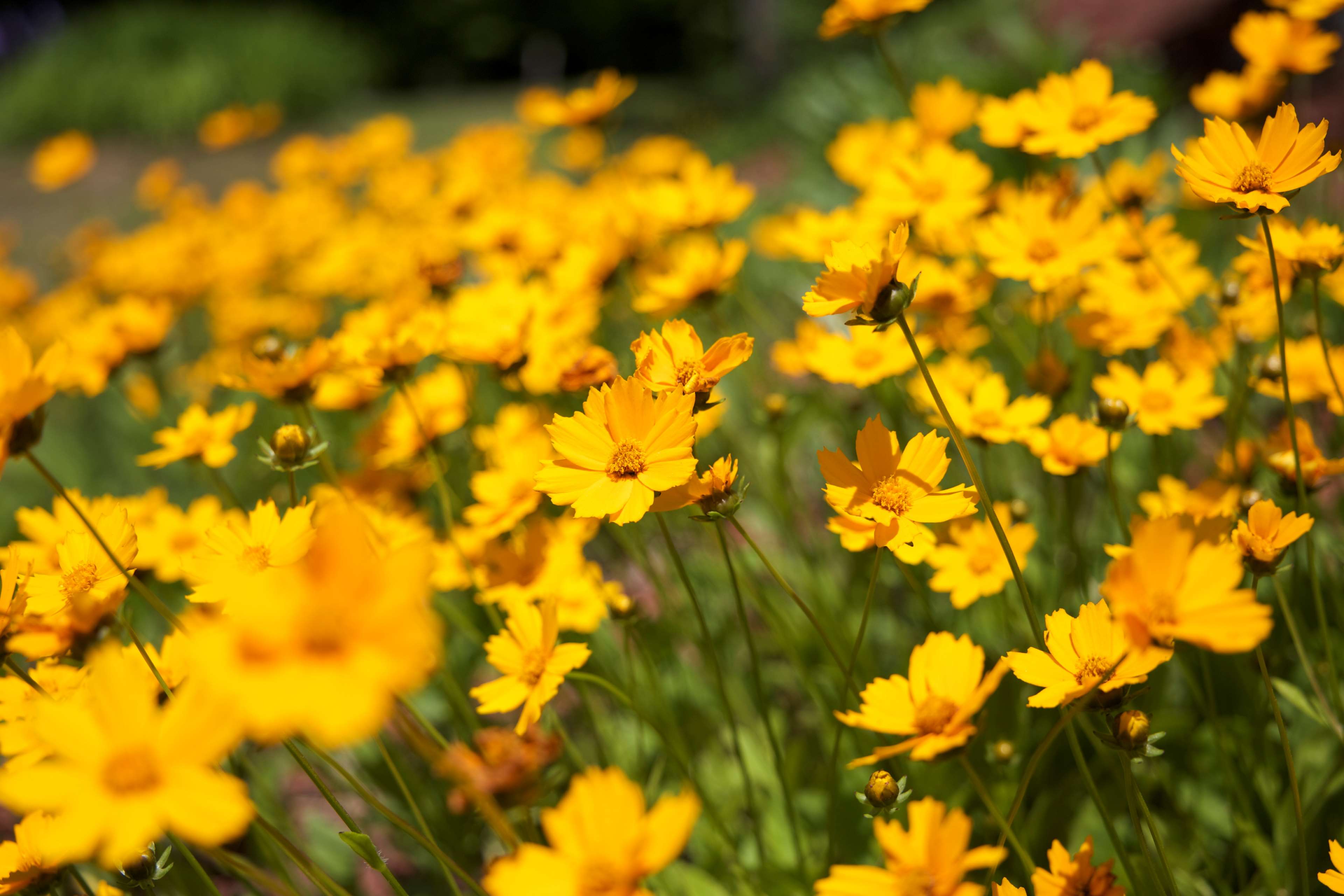 Field of yellow flowers in summer HD Wallpaper