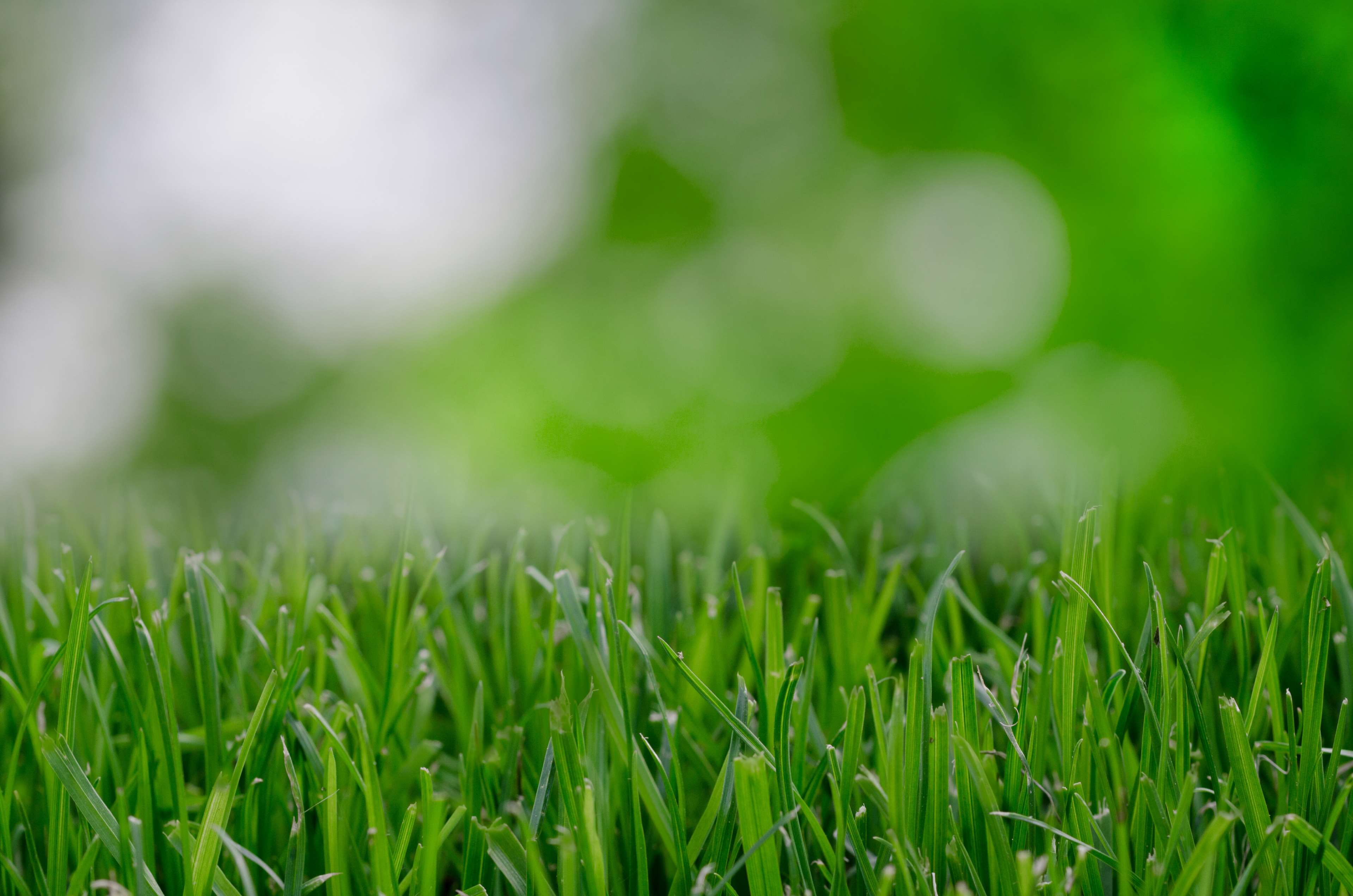 Green grass with blurred background 4K HD Wallpaper