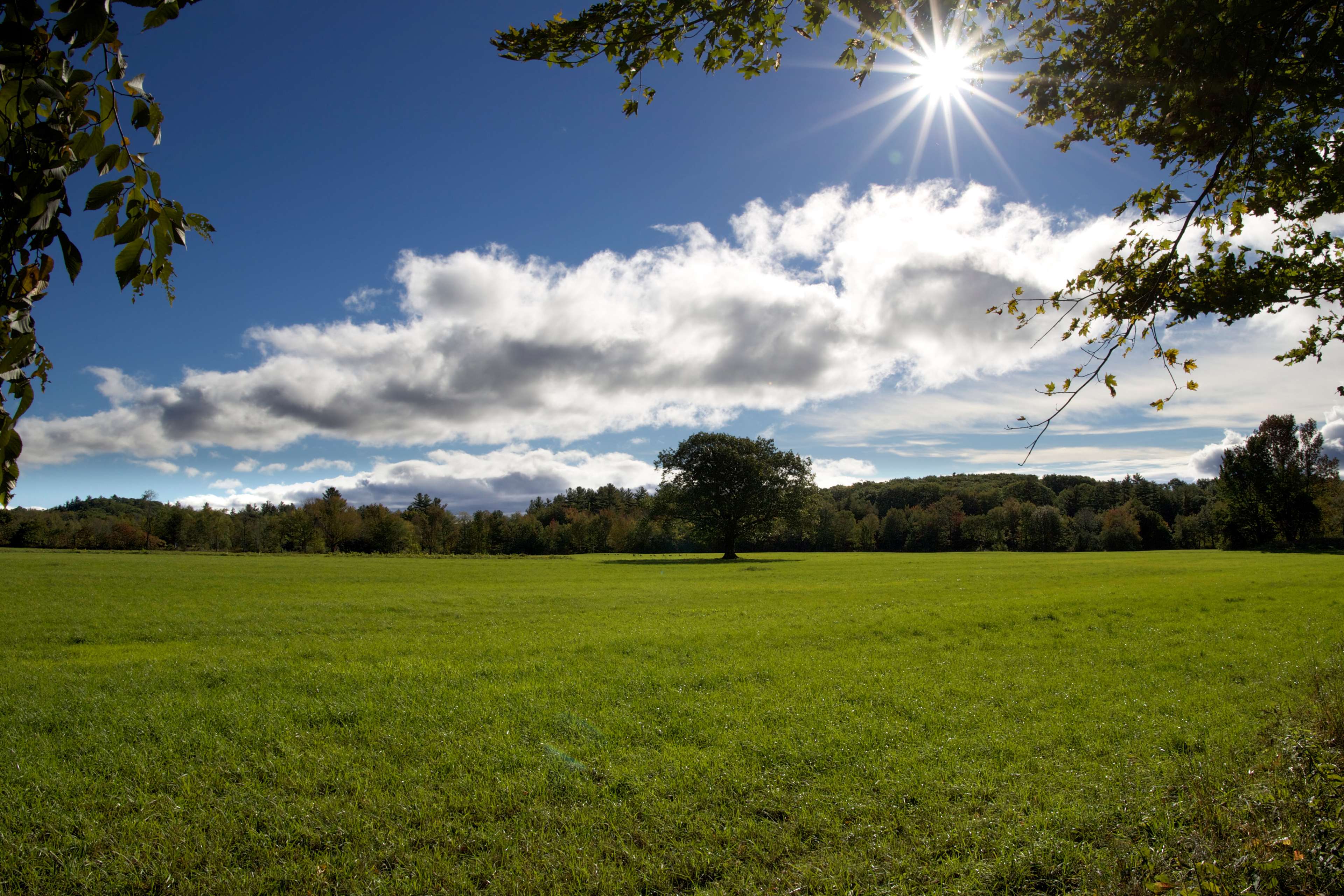 Green field with a lone tree and sun rays HD Wallpaper