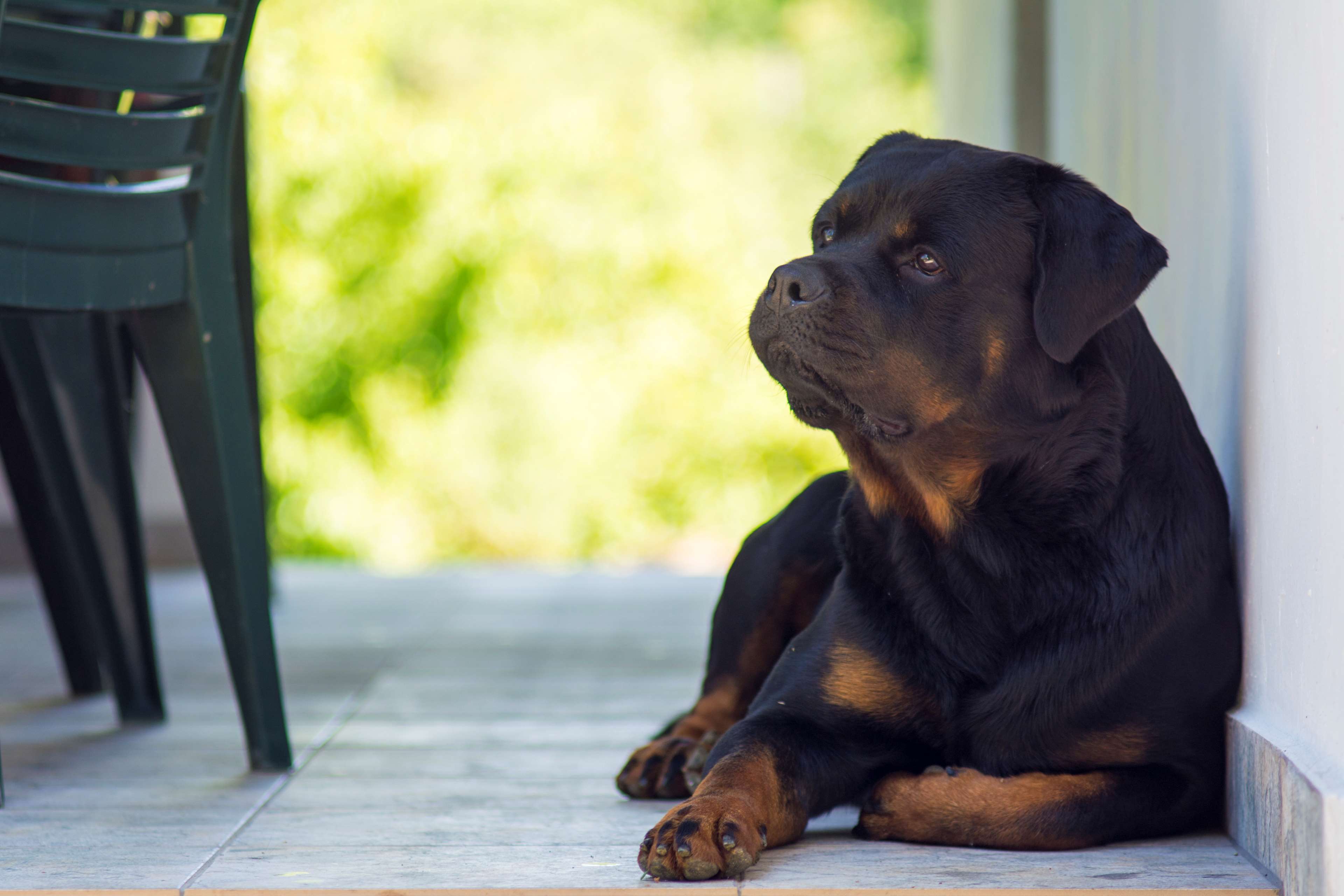 Rottweiler dog sitting on a tiled floor HD Wallpaper