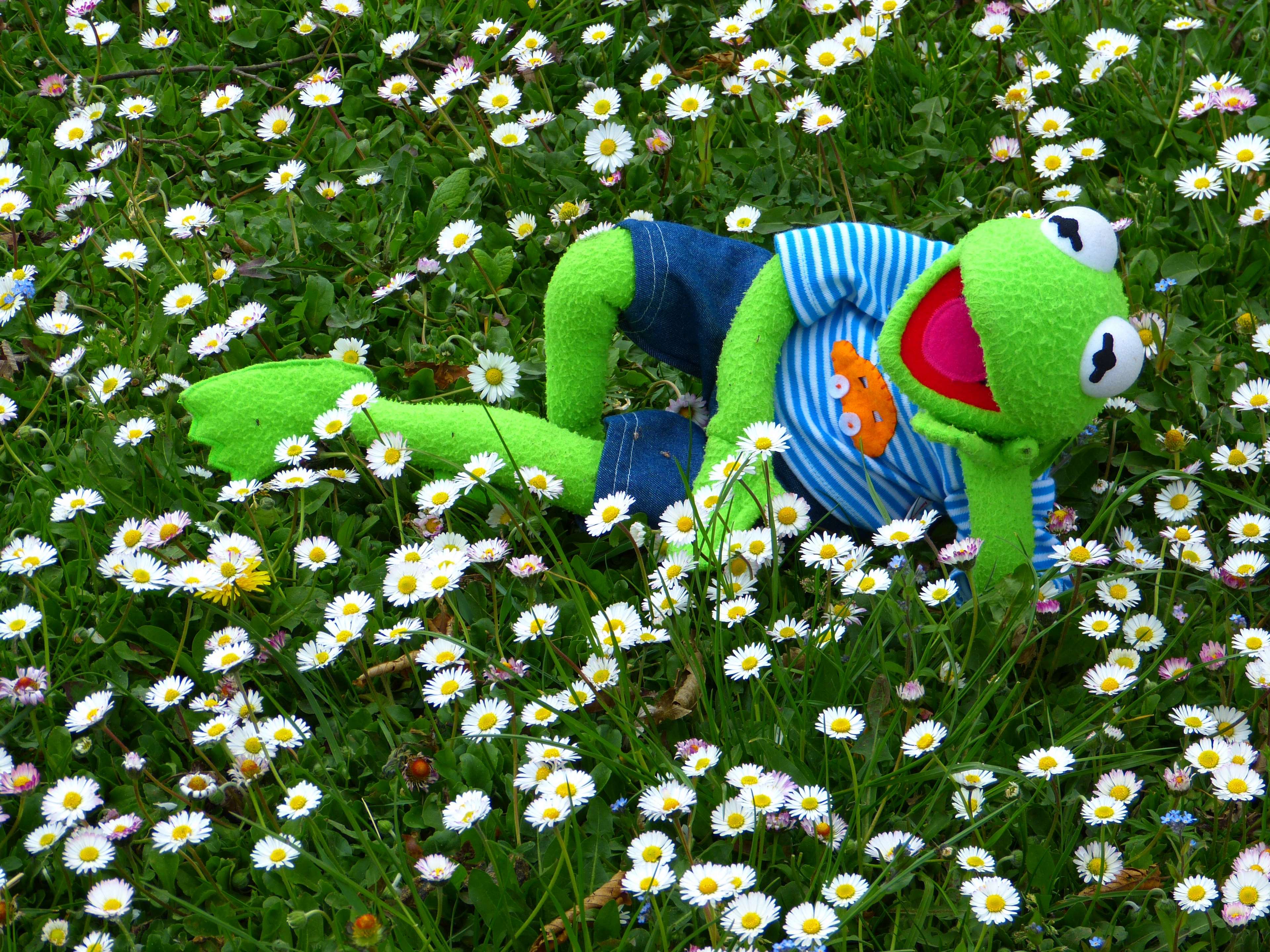 Kermit the Frog relaxing in a field of daisies HD Wallpaper