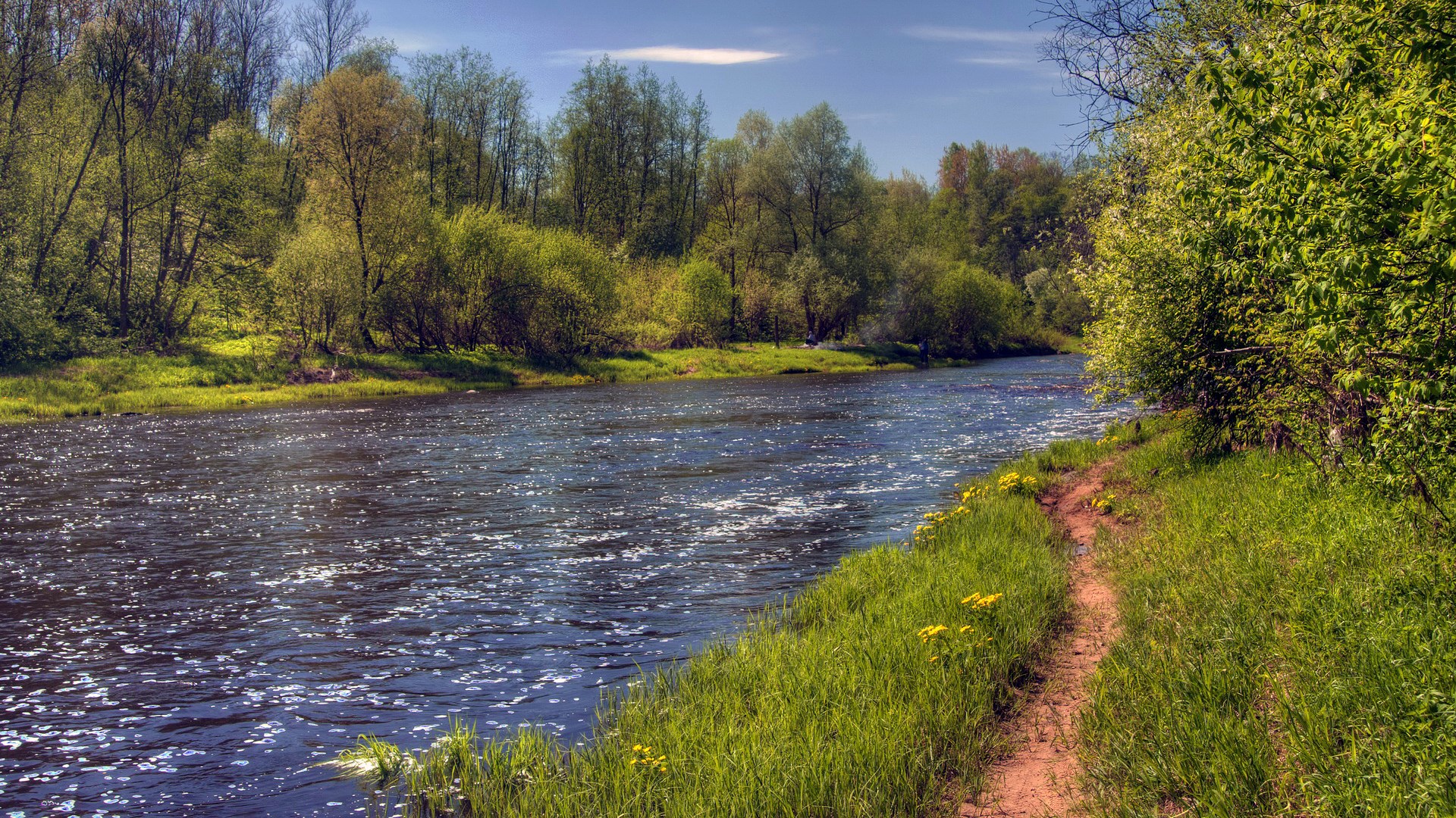 River flowing through a green forest on a sunny day HD Wallpaper