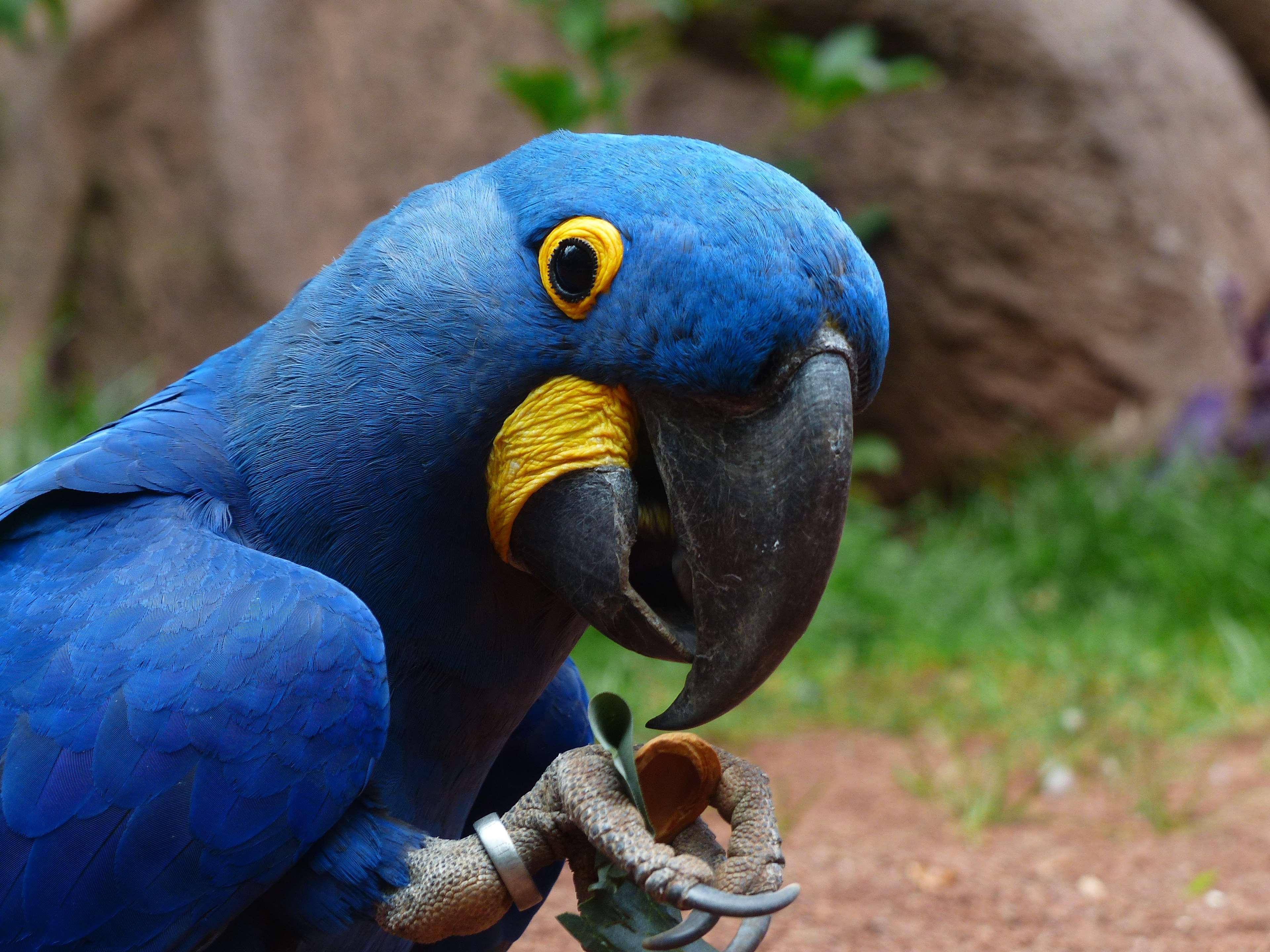 Hyacinth Macaw Parrot Close Up 4K HD Wallpaper