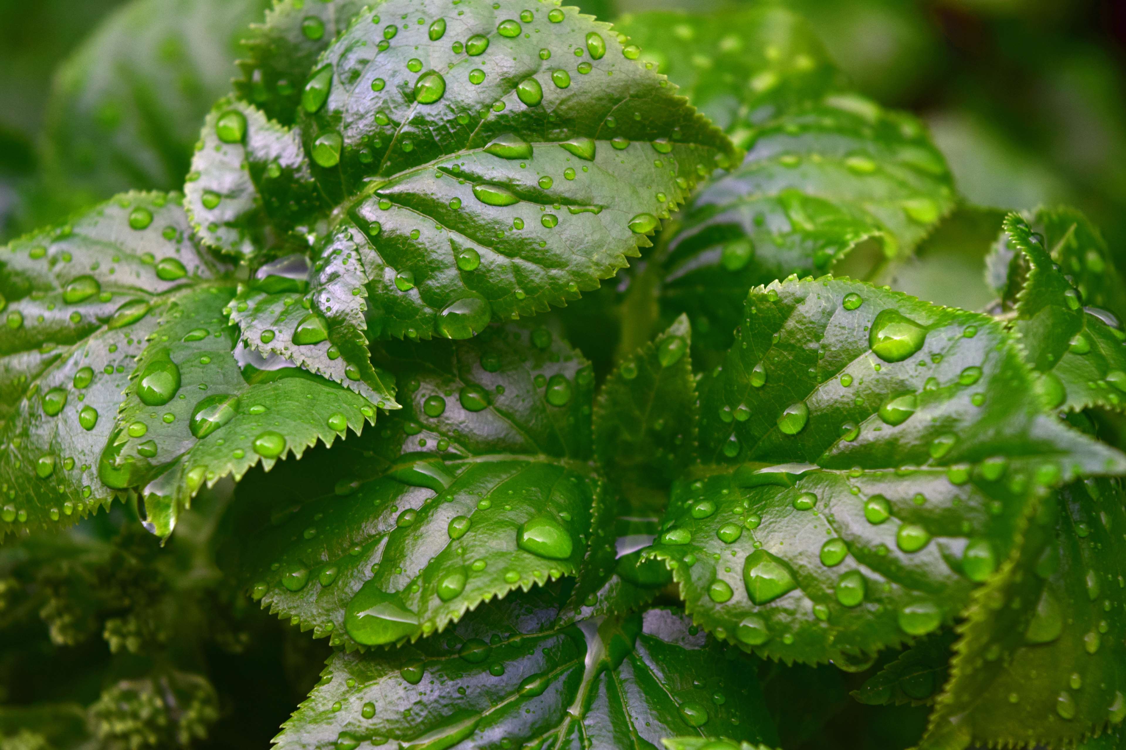 Green leaves with water drops 4K HD Wallpaper