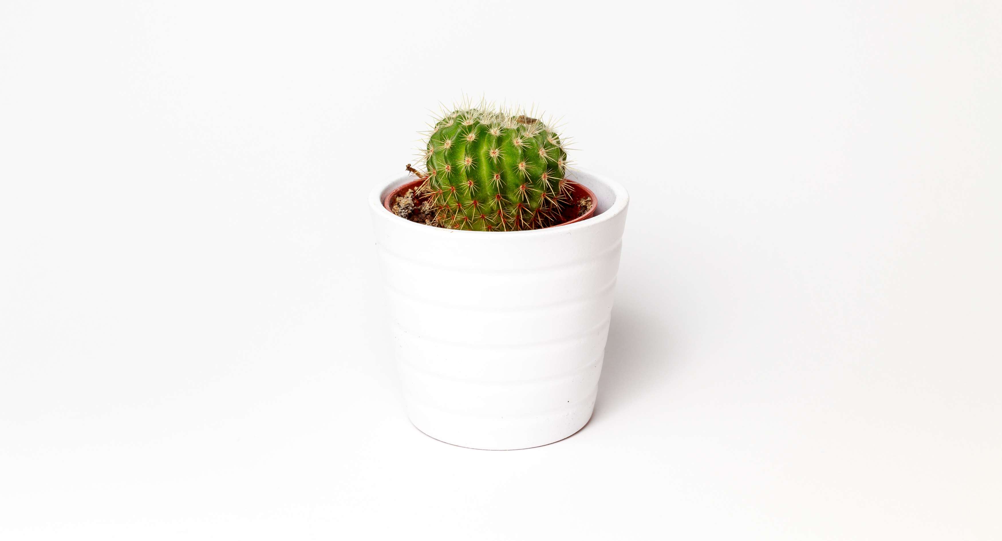 Small cactus in a white pot HD Wallpaper