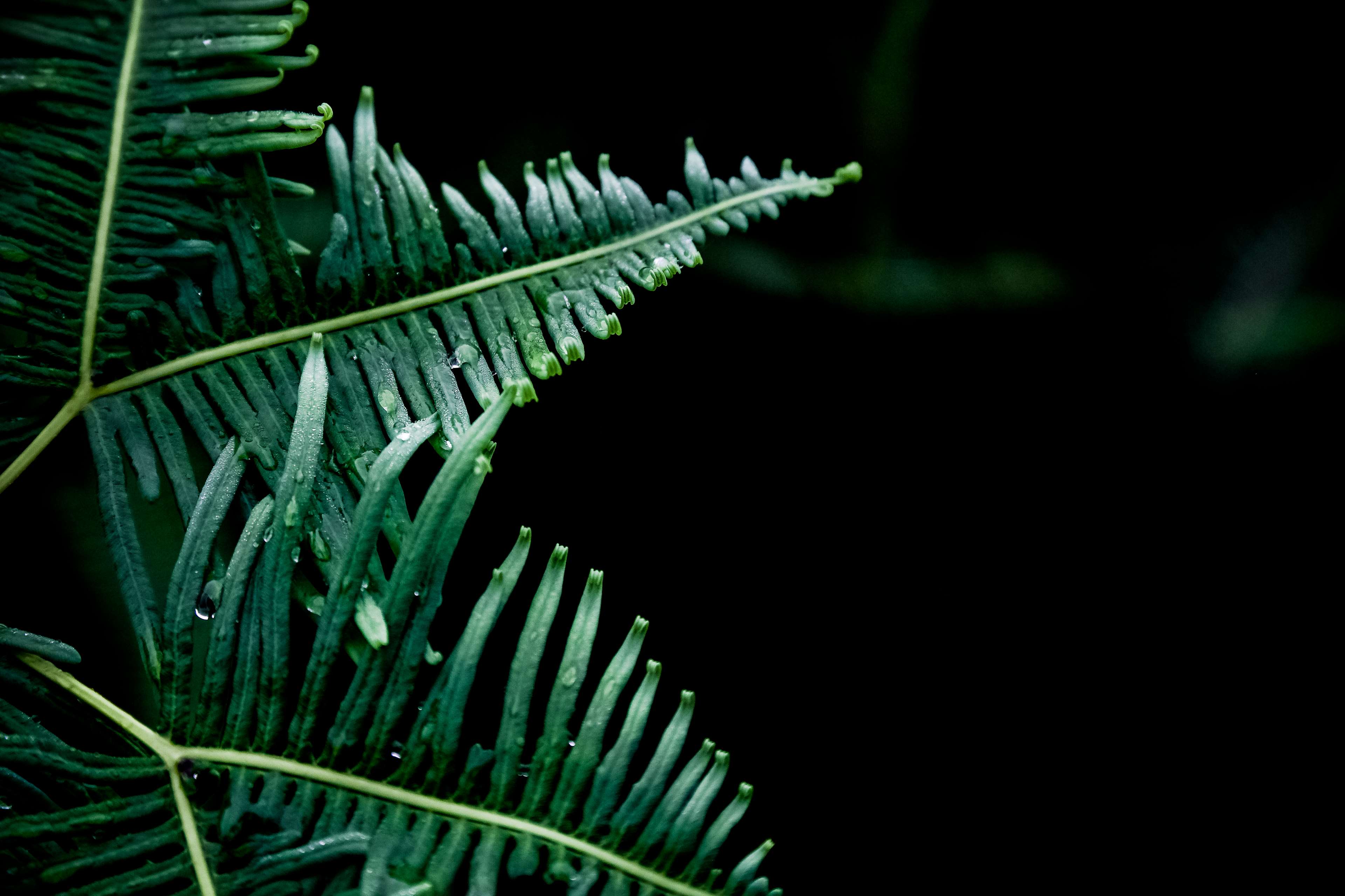 Close-up of wet green fern leaves with dew drops HD Wallpaper