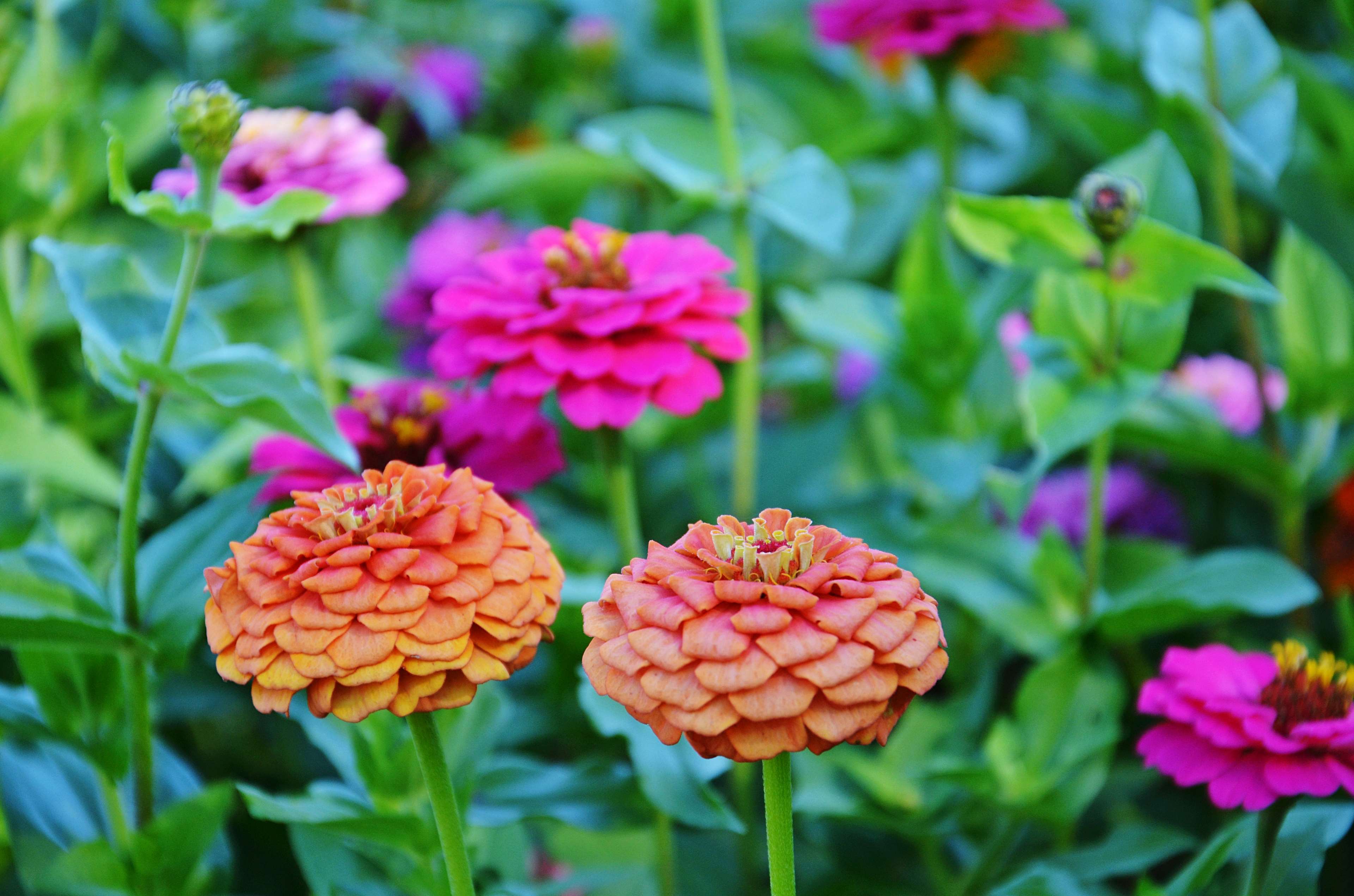 Orange and pink zinnias in a garden HD Wallpaper