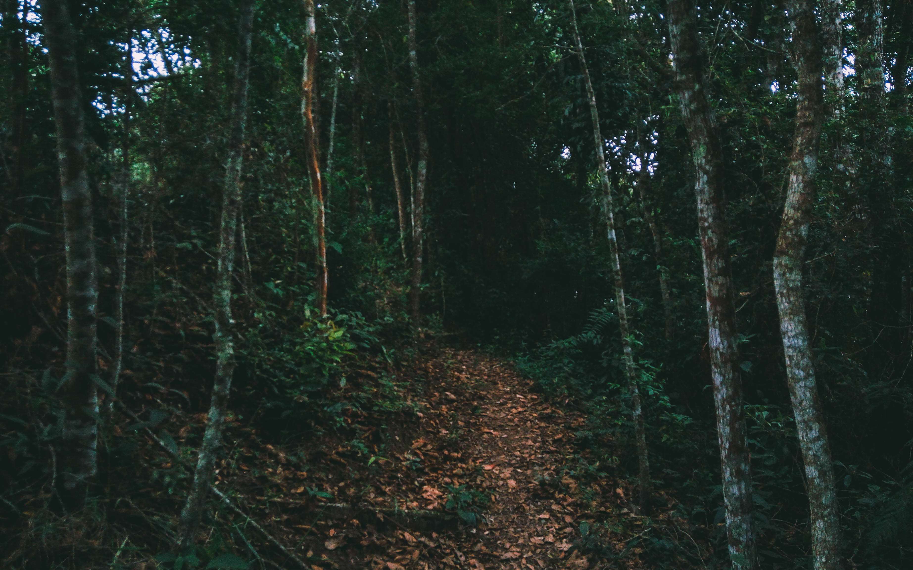 Path through a dark forest in Brazil HD Wallpaper