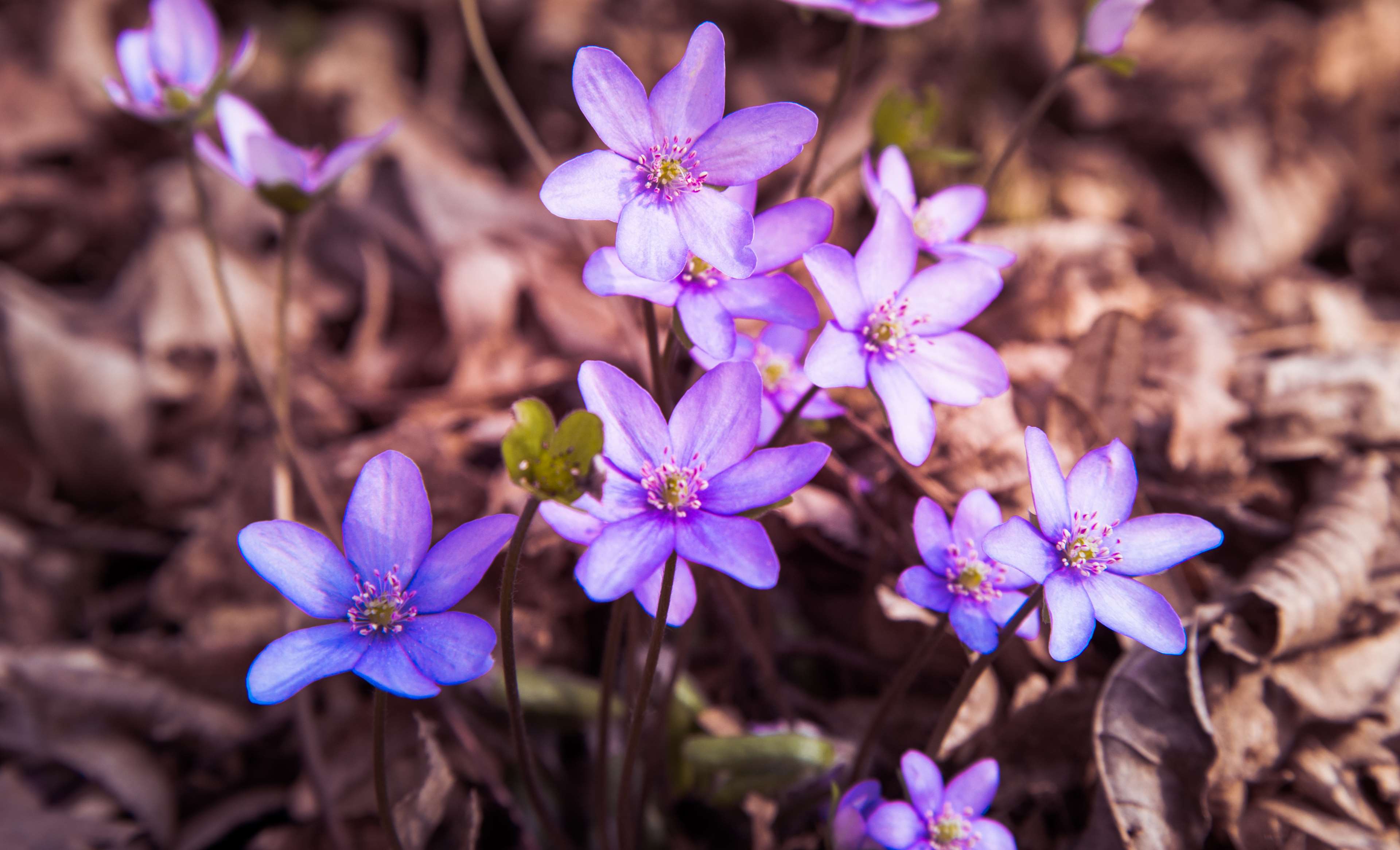 Purple flowers on forest floor 4K HD Wallpaper